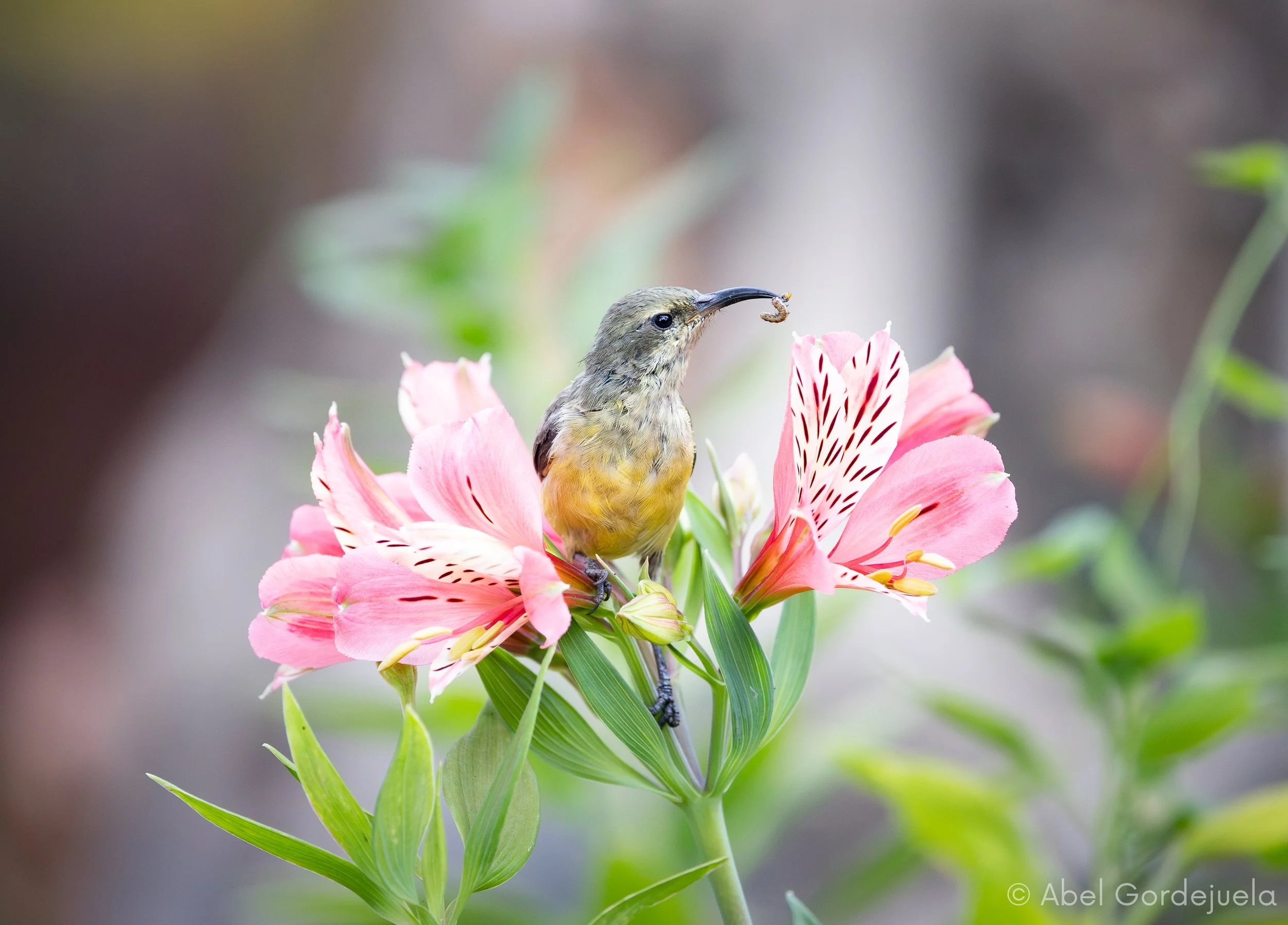 Aves africanas (18).jpg