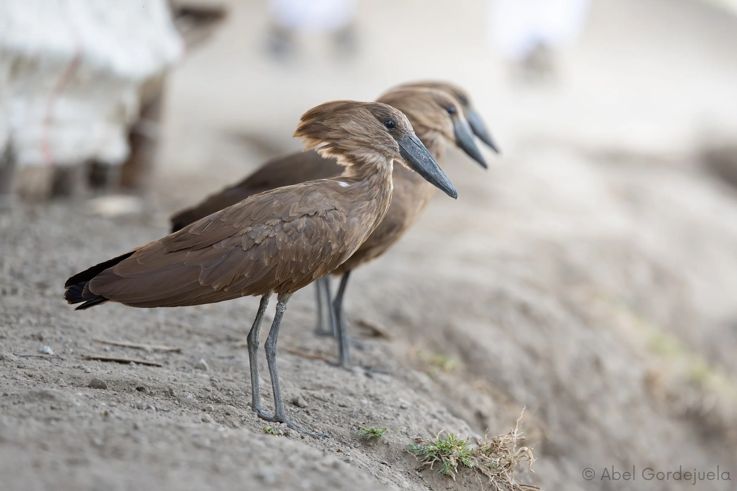 Aves africanas (98).jpg