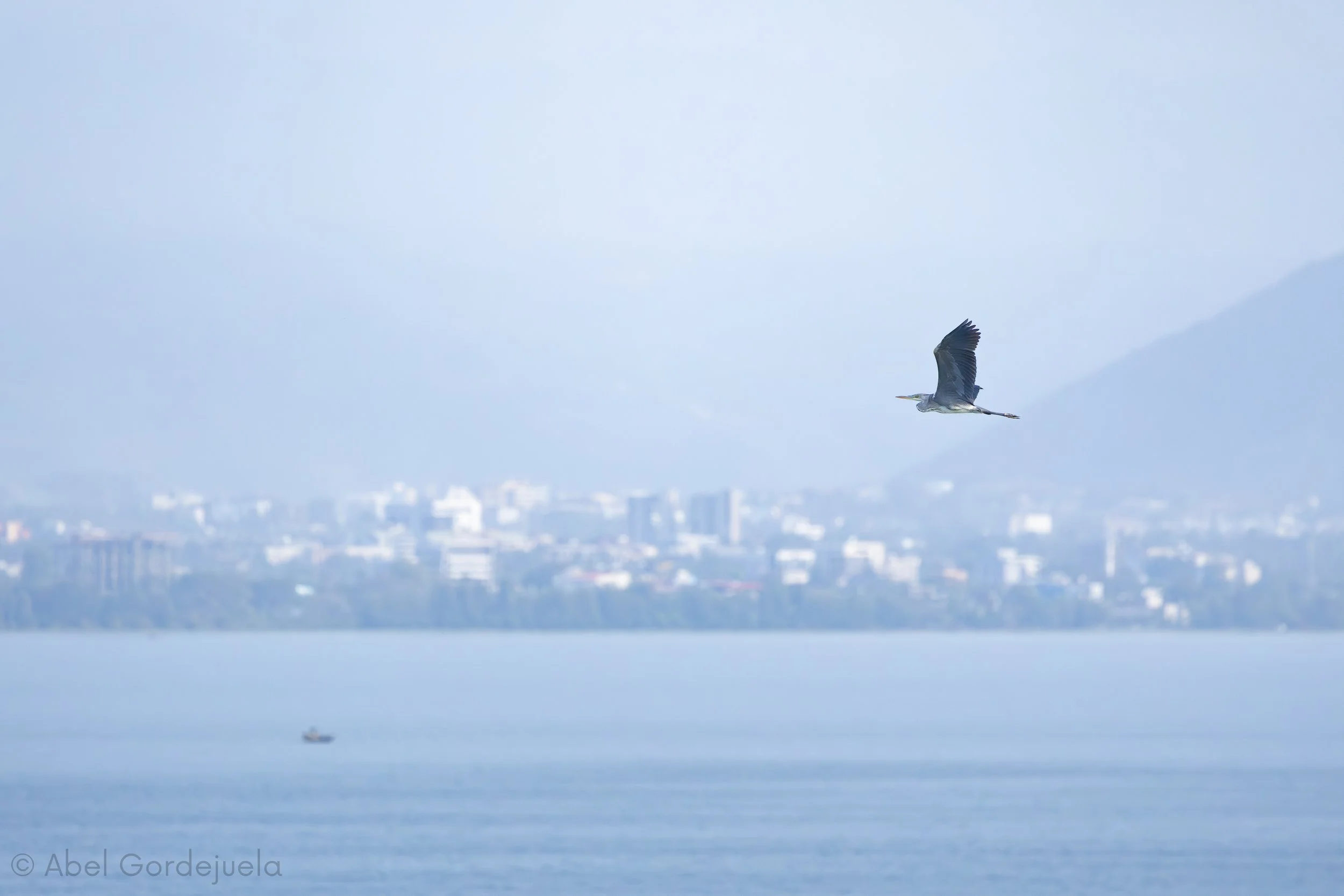 Aves africanas (83).jpg