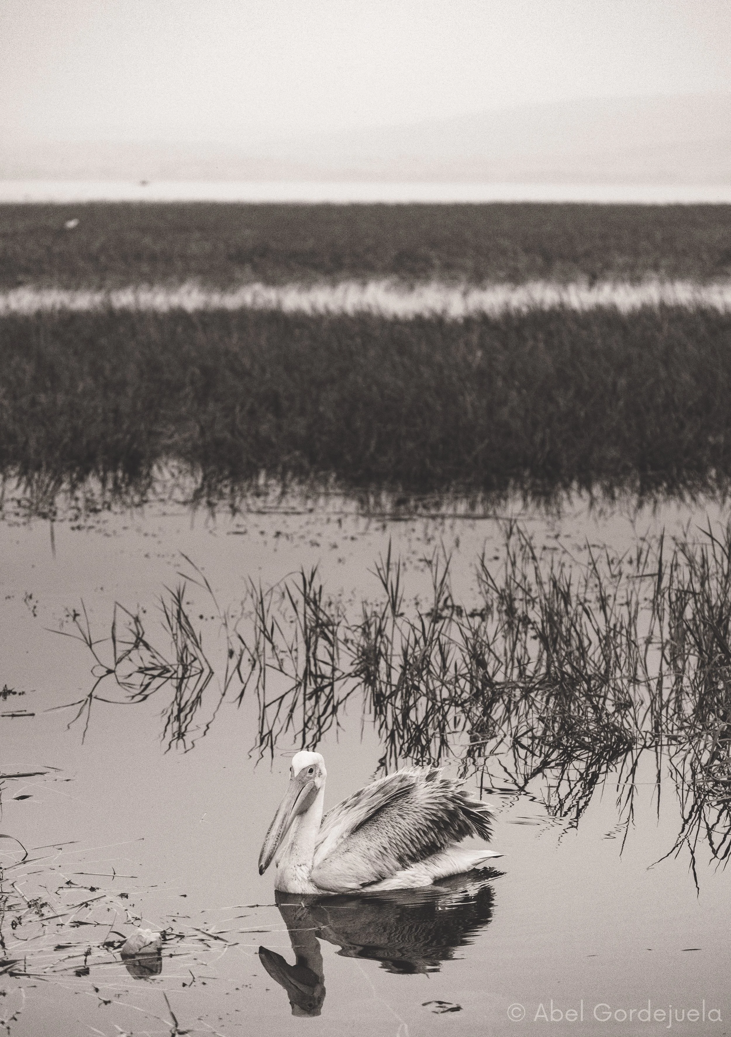 Aves africanas (158).jpg