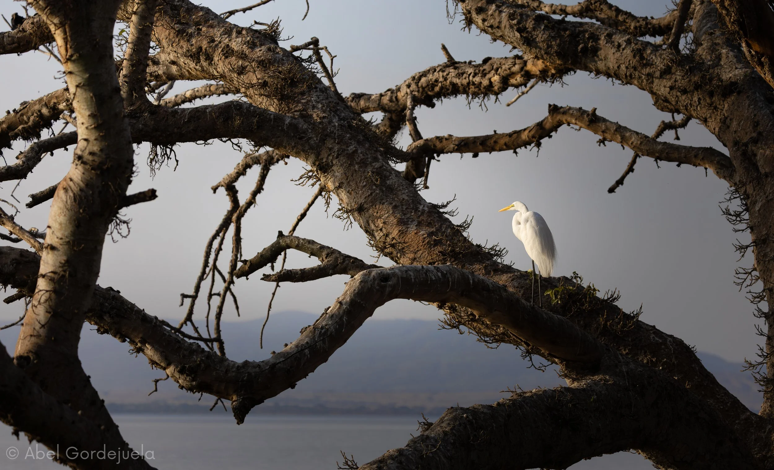 Aves africanas (148).jpg