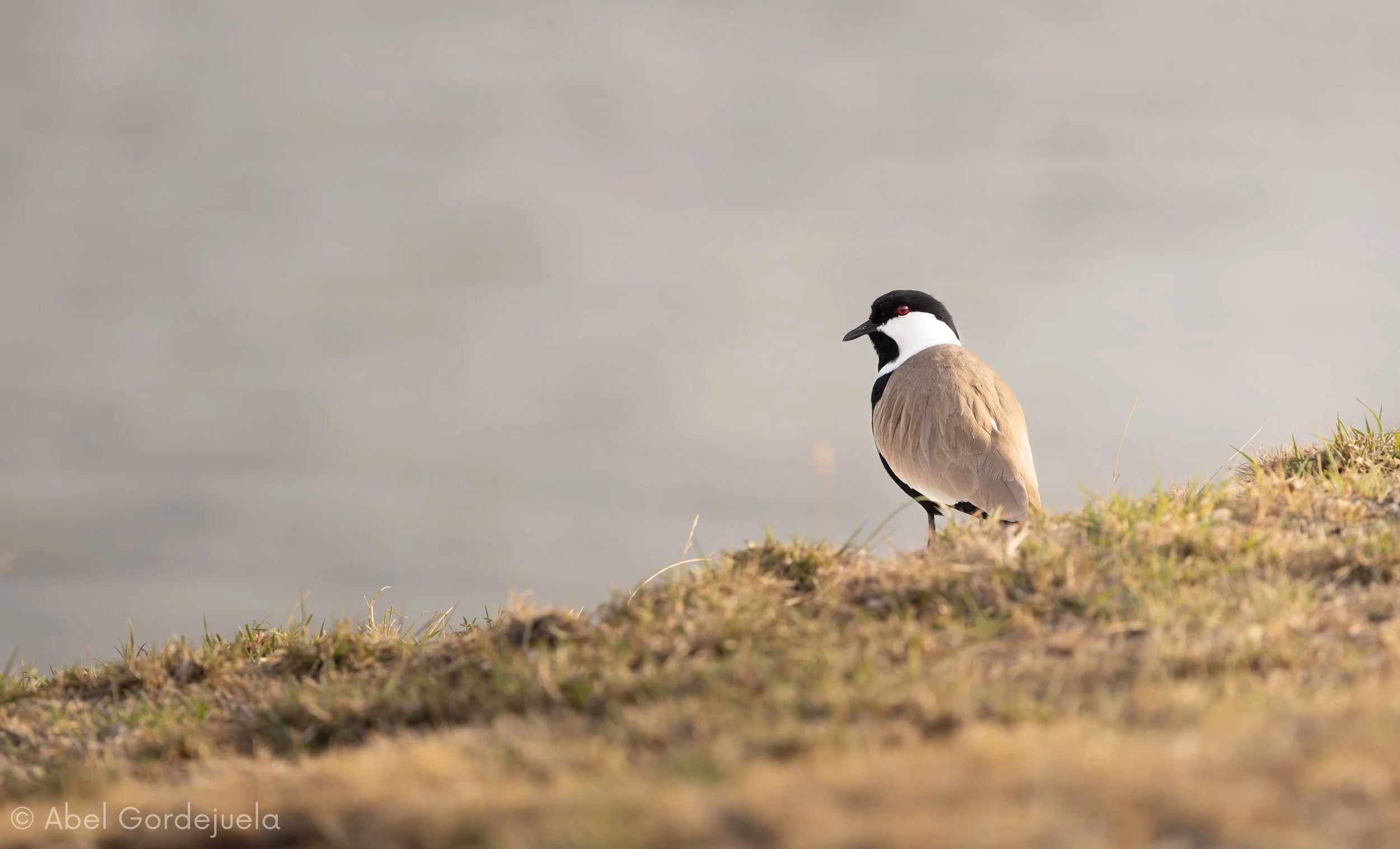 Aves africanas (81).jpg