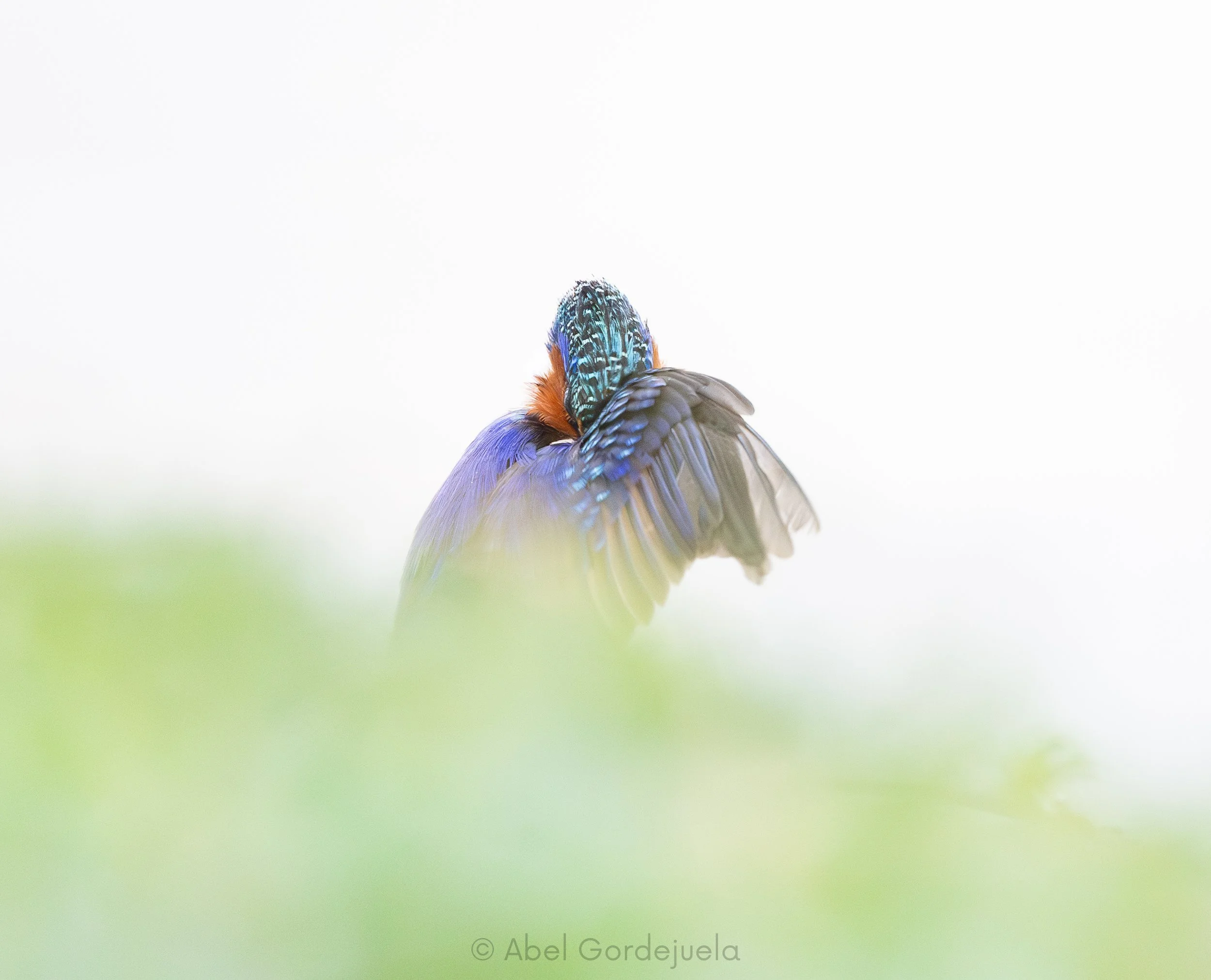 Aves africanas (181).jpg