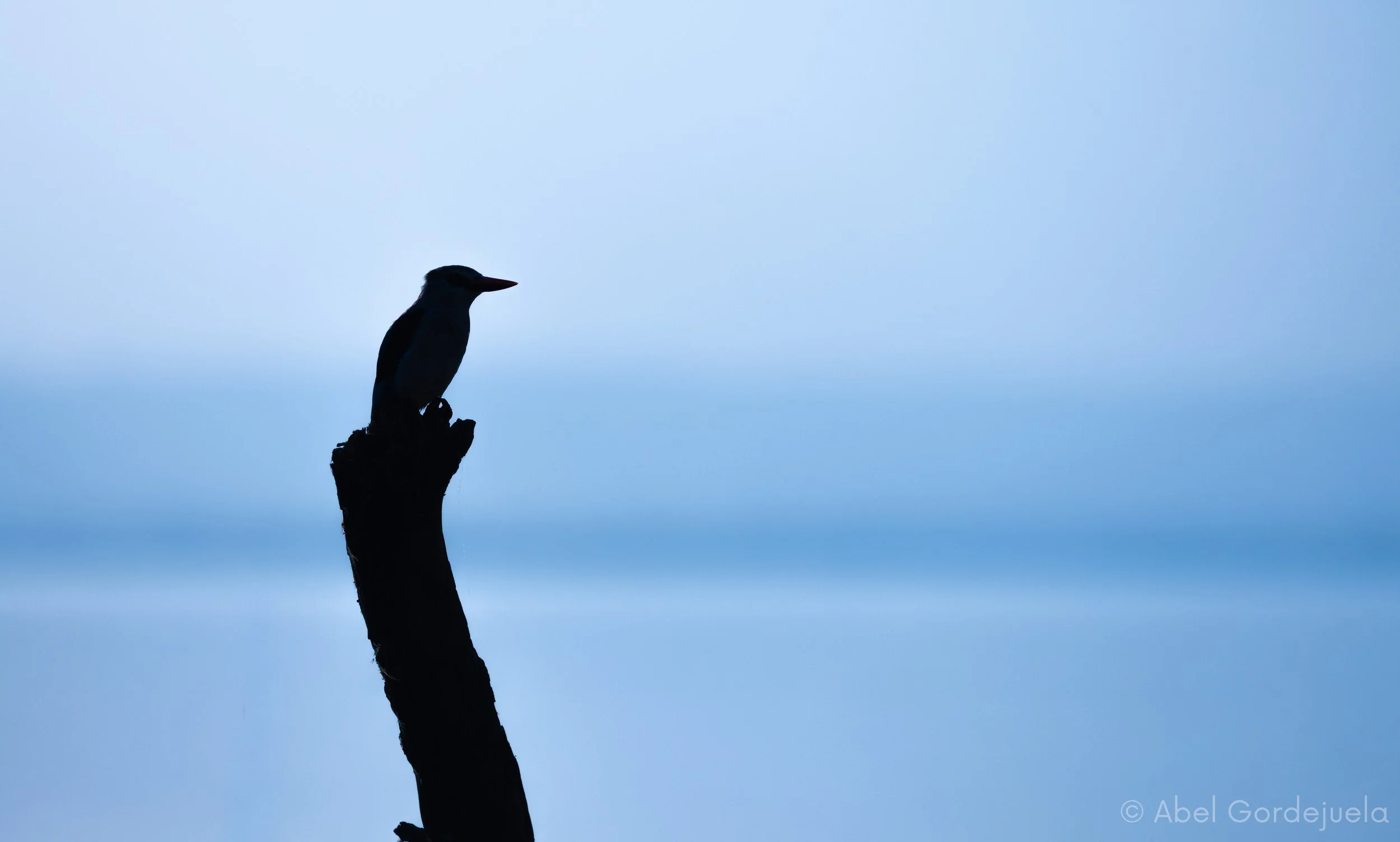 Algunas aves del cuerno de África