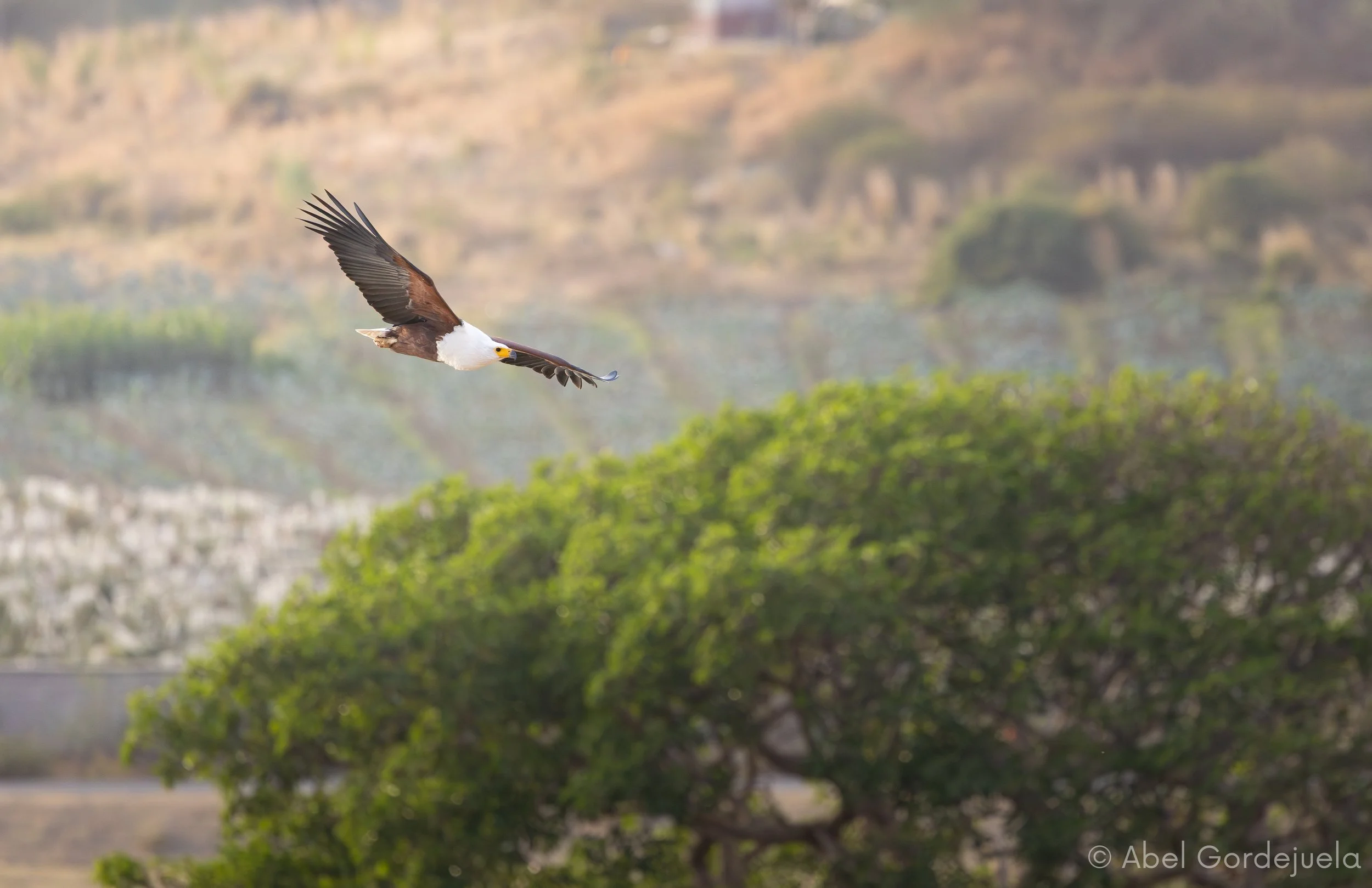 Aves africanas (85).jpg