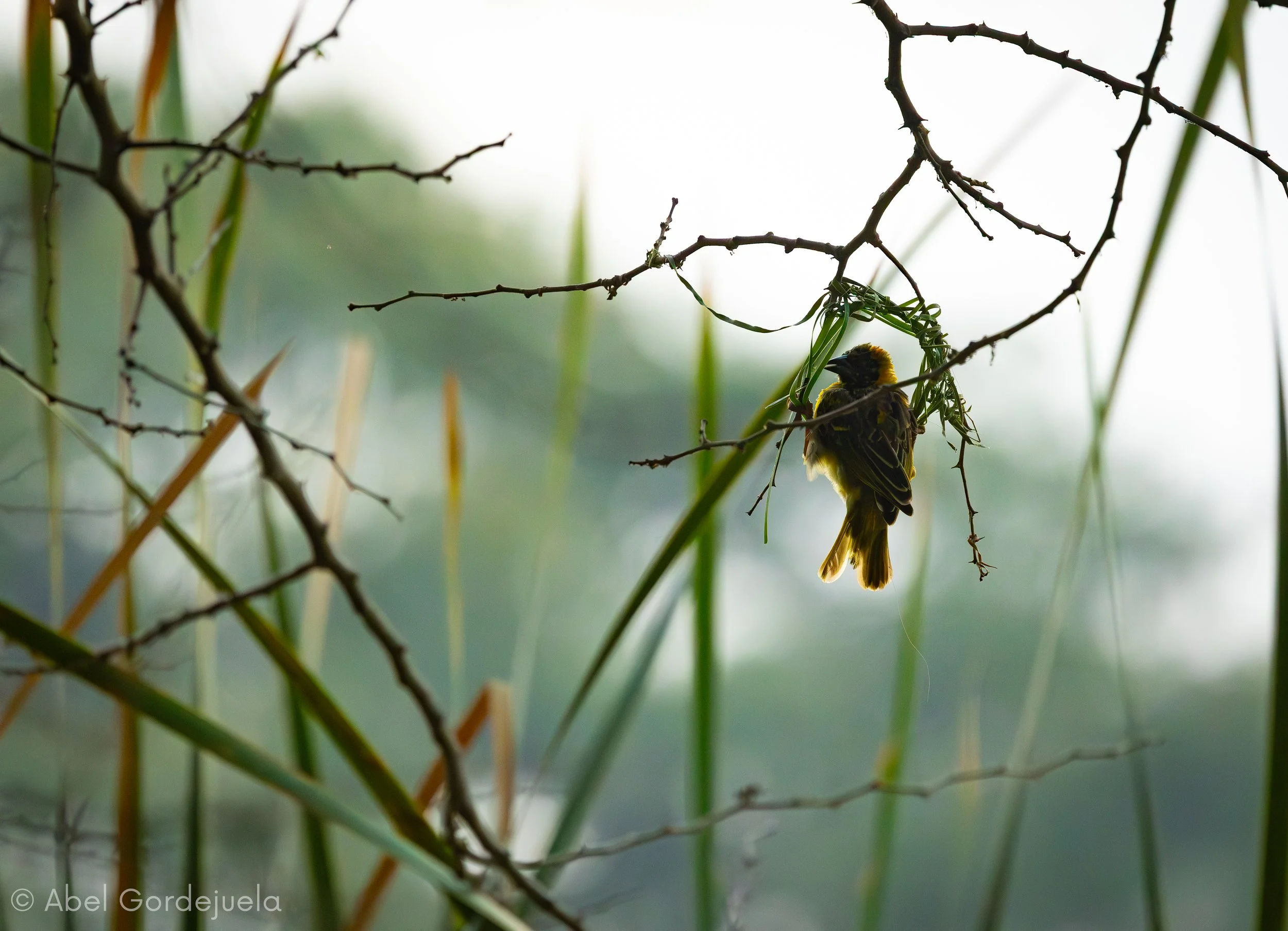 Aves africanas (179).jpg