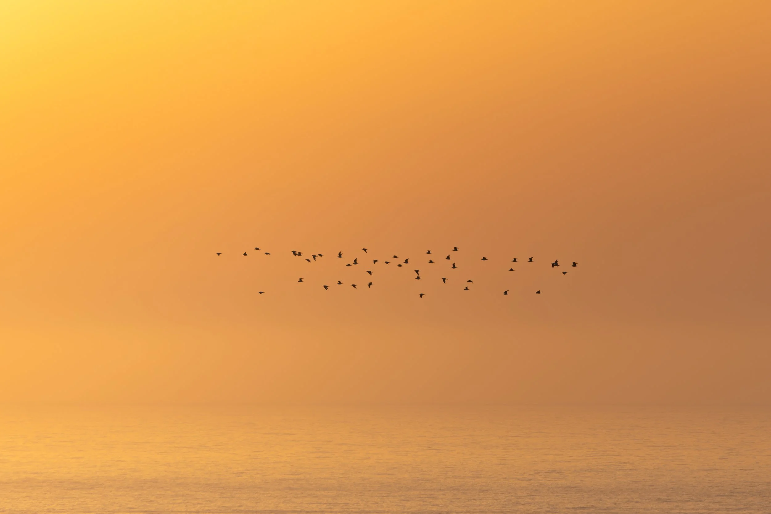 Persecución al sol antes de que caiga