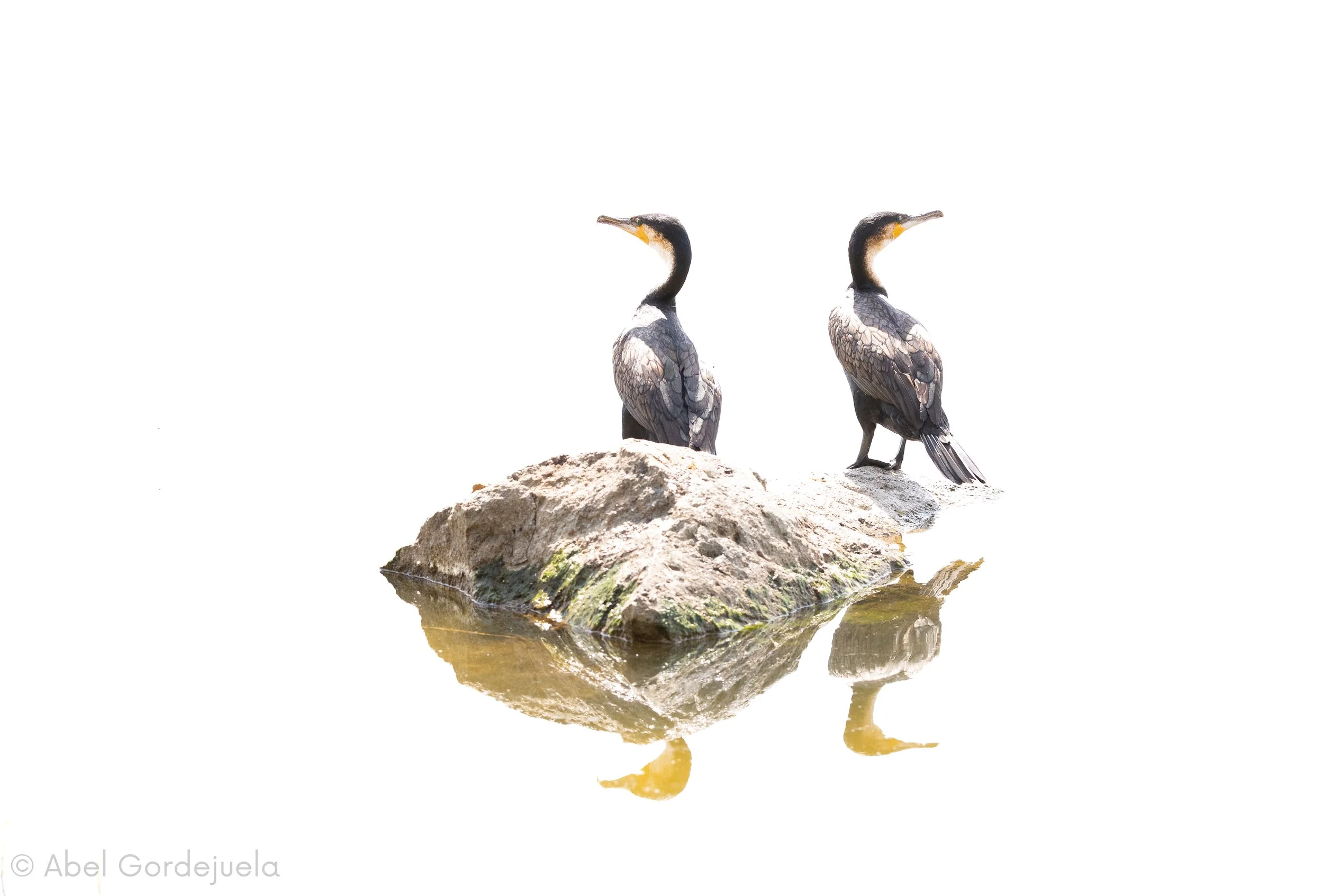 Aves africanas (137).jpg