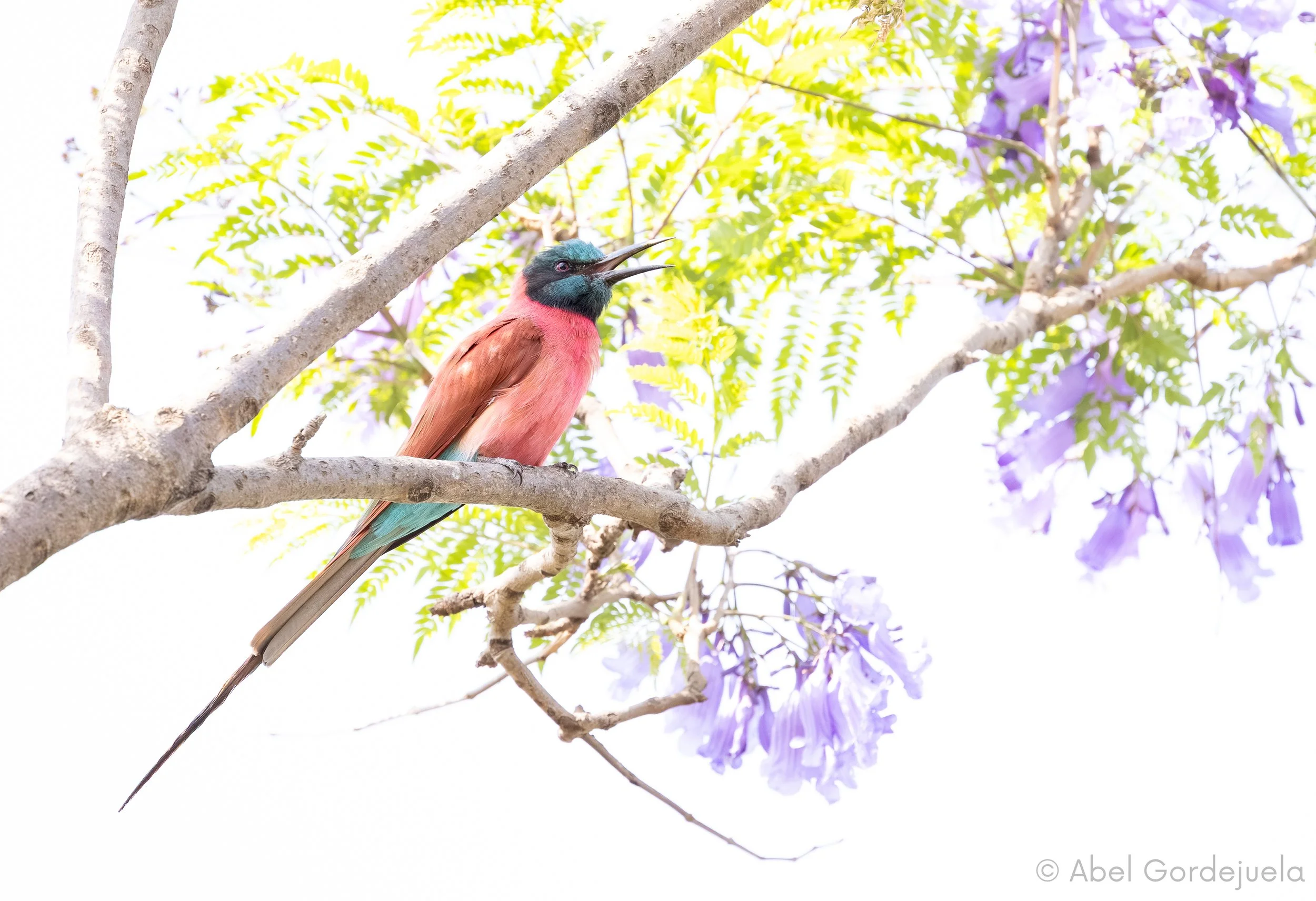 Aves africanas (201).jpg