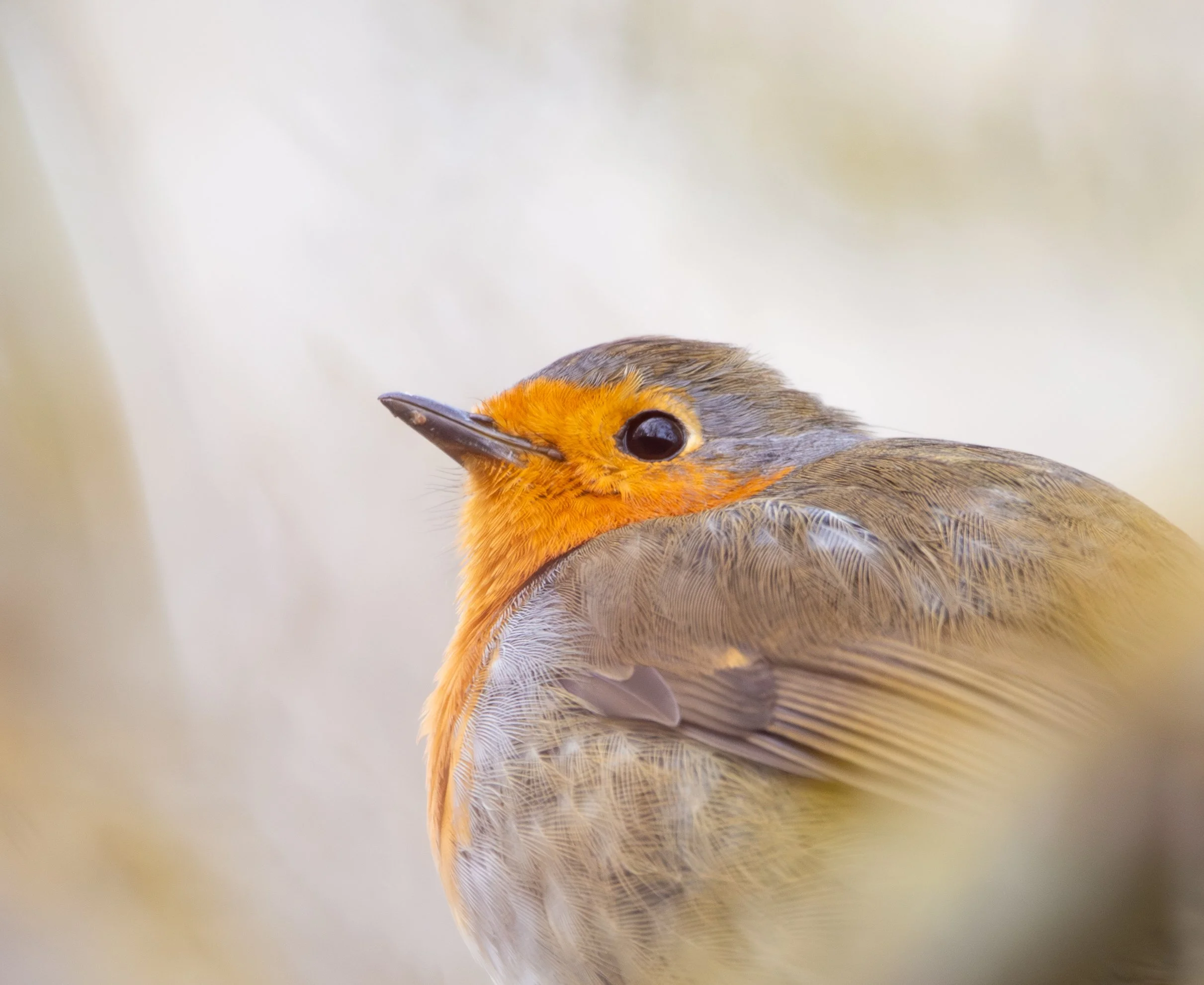 Ágil y gordo cantor