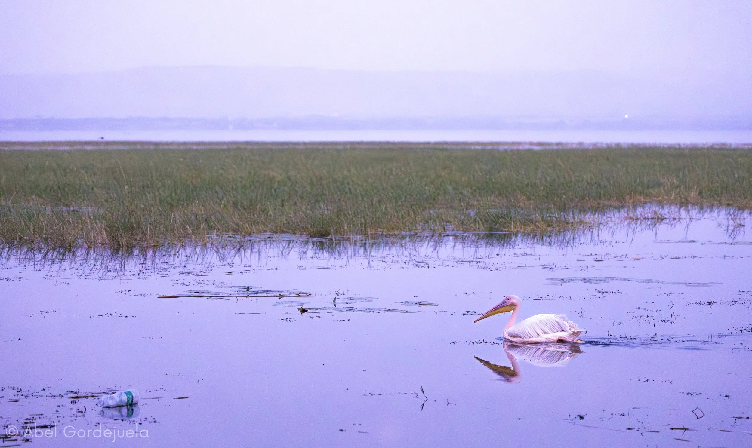 Aves africanas (156).jpg