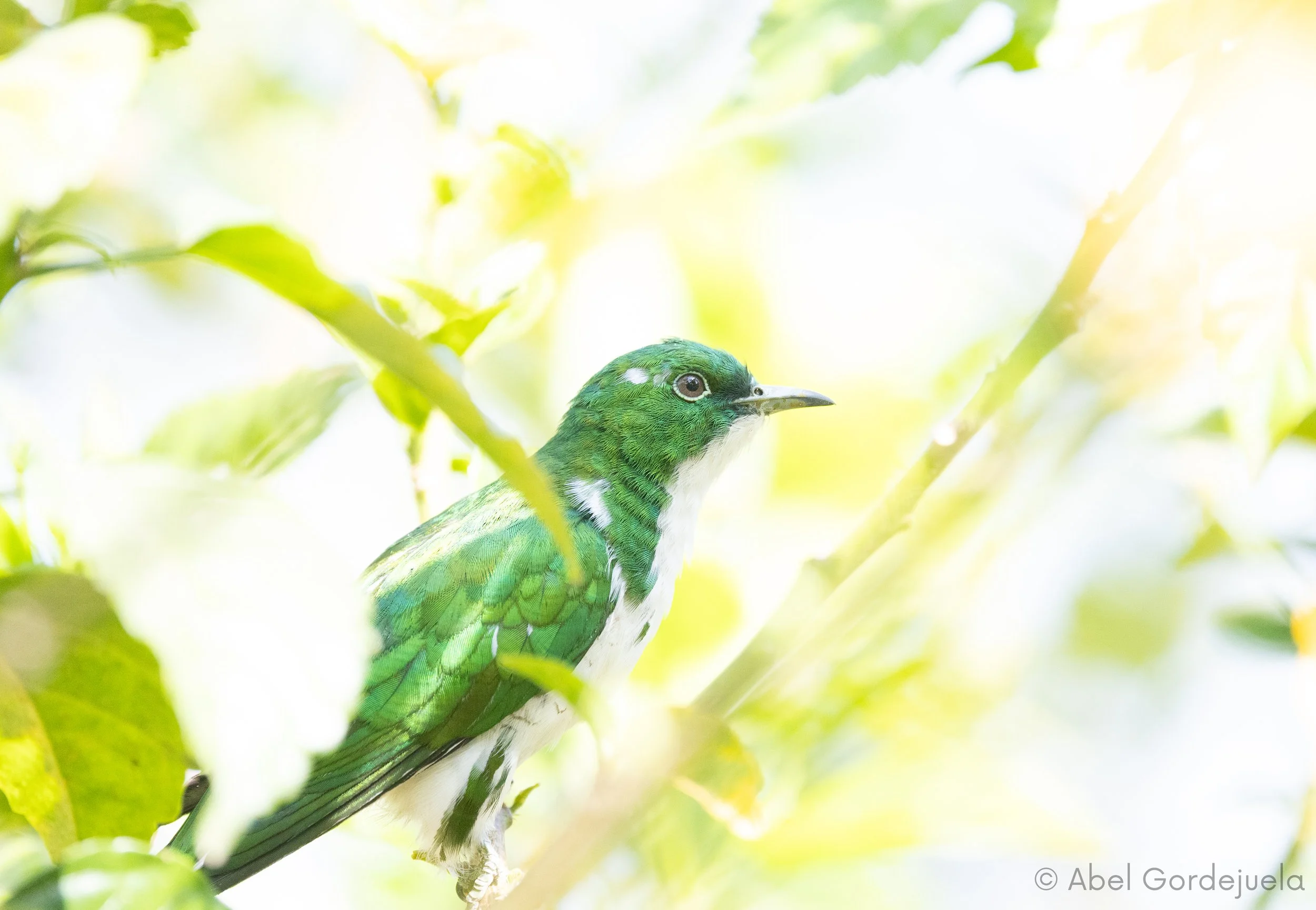 Aves africanas (105).jpg