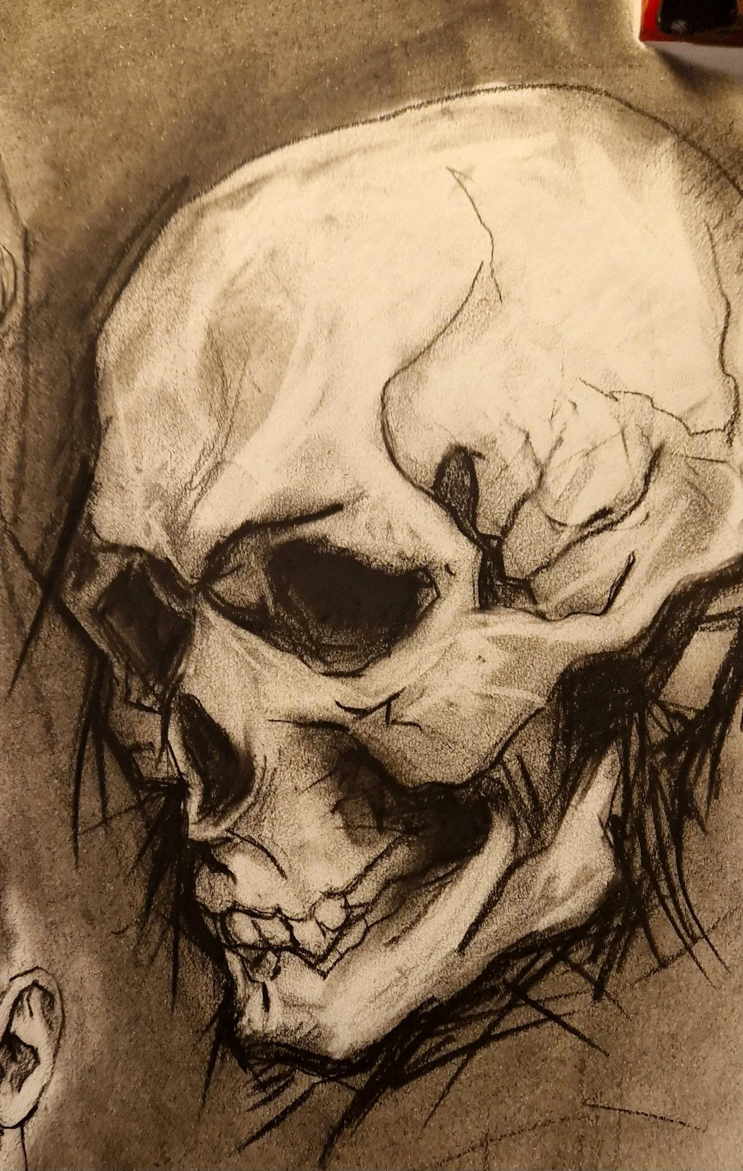 Skull study charcoal drawing by Matthew Rush Elmore.