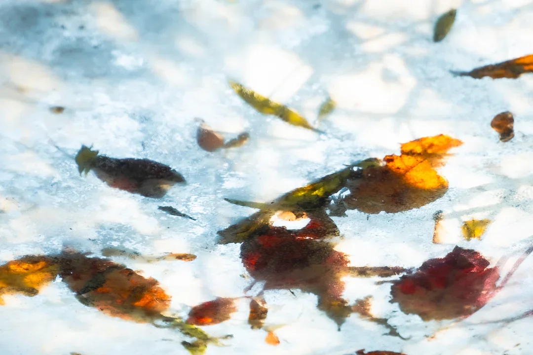 Een transparante, licht bevroren dak met herfstbladeren en blauwe hemel vaag zichtbaar.