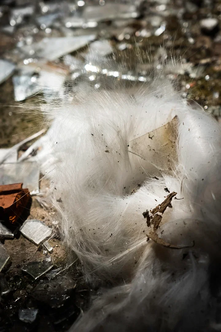Close-up van een witte pluizige vogelveren op de grond, omringd door kleine stukjes afval, glas en bladeren.