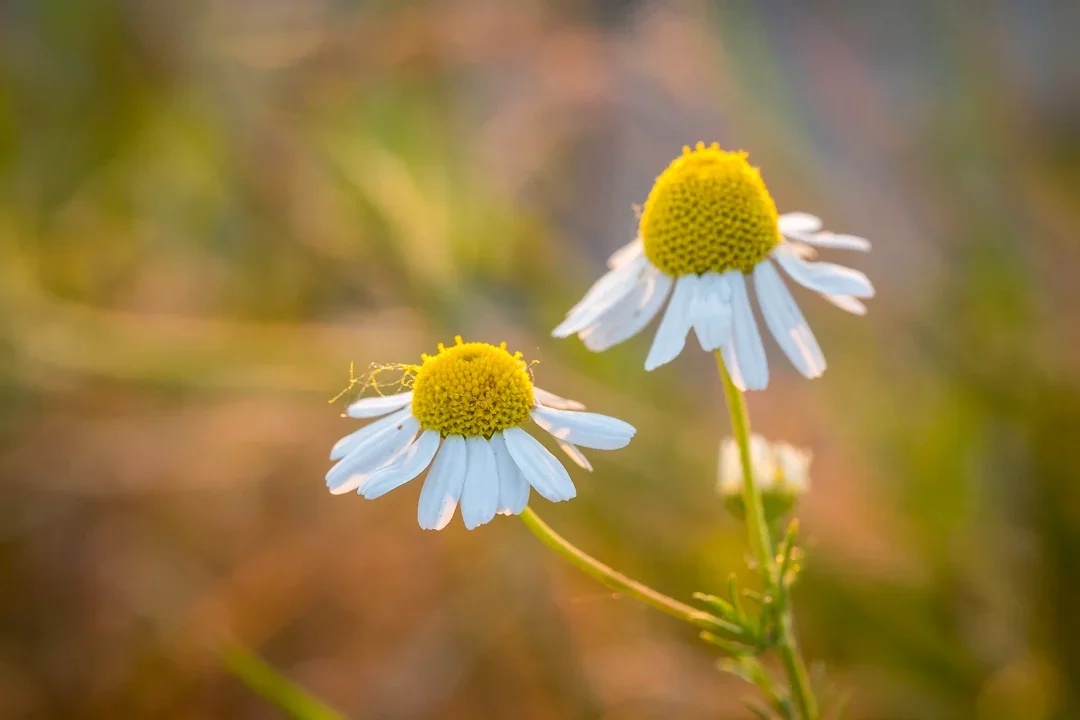 Twee Madeliefjes met witte bloemen en gele kernen in een natuurlijke omgeving.