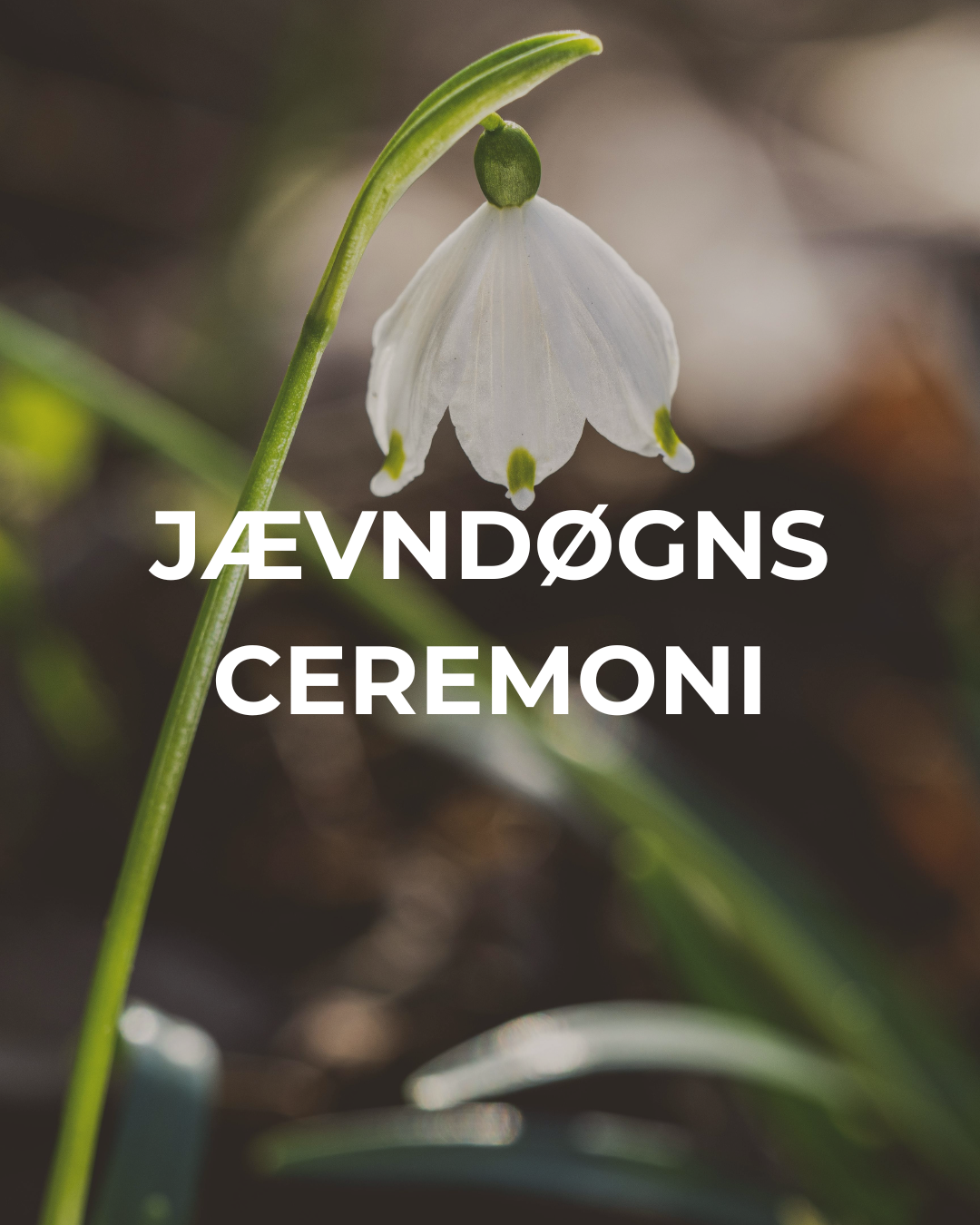 En hvid forårsplante med en enkelt blomsterklase, skud, og grønne blade. Tekst: Jævndøgns Ceremony.