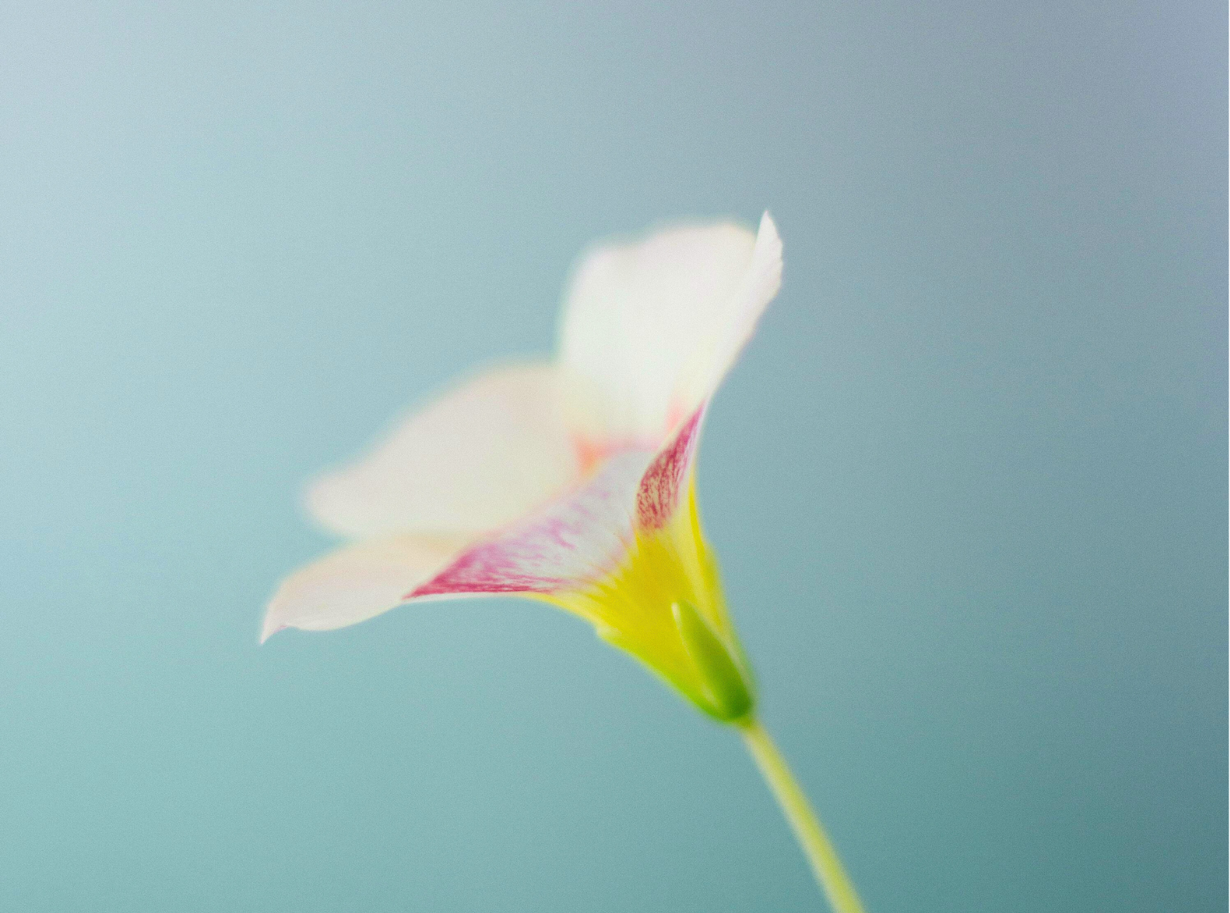 Close-up of a delicate flower with soft pink and white petals and a yellow-green base against a blurred blue background.