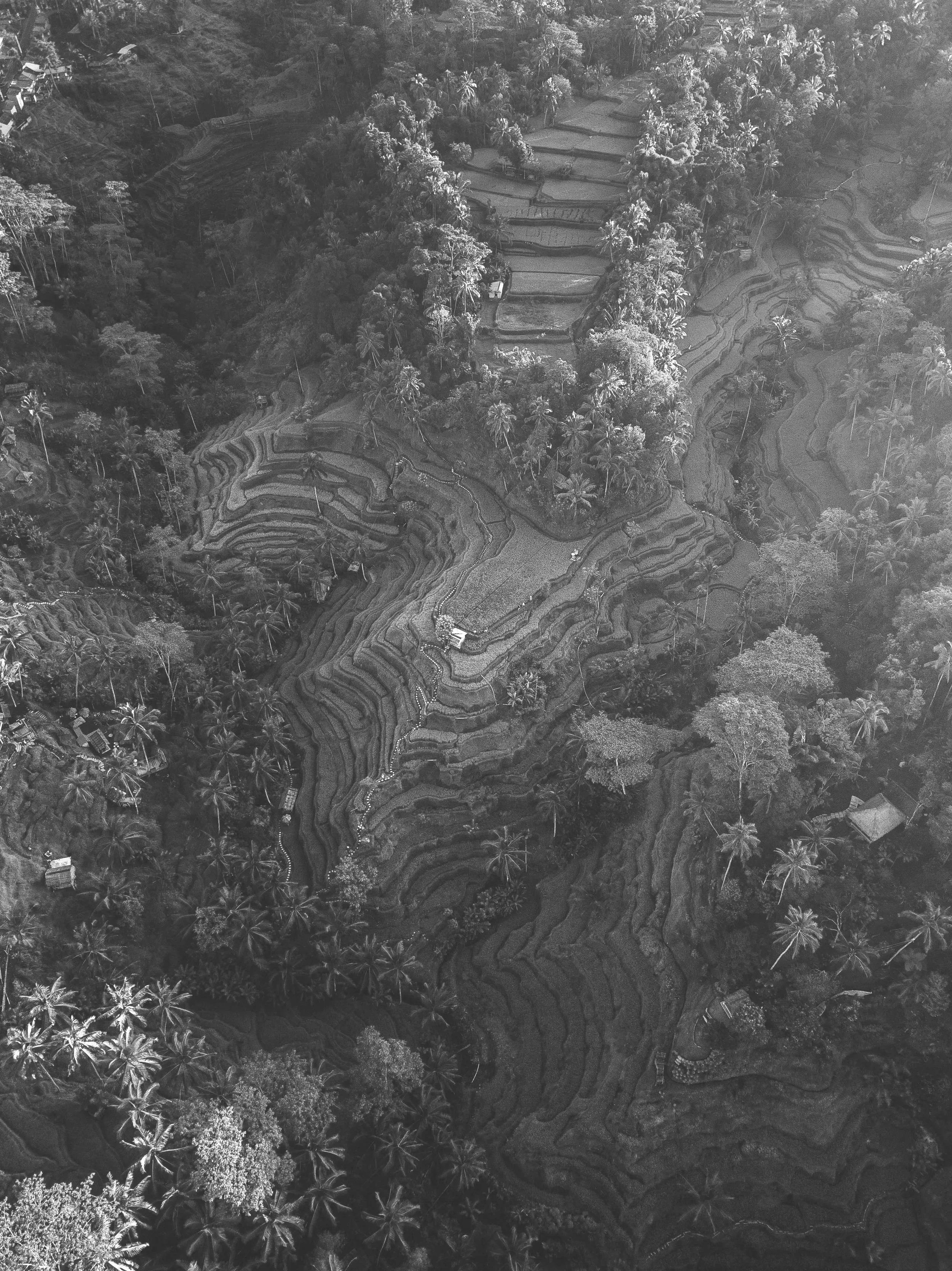 Black and white aerial photo of terraced rice paddies on a hilly landscape with trees and small structures.