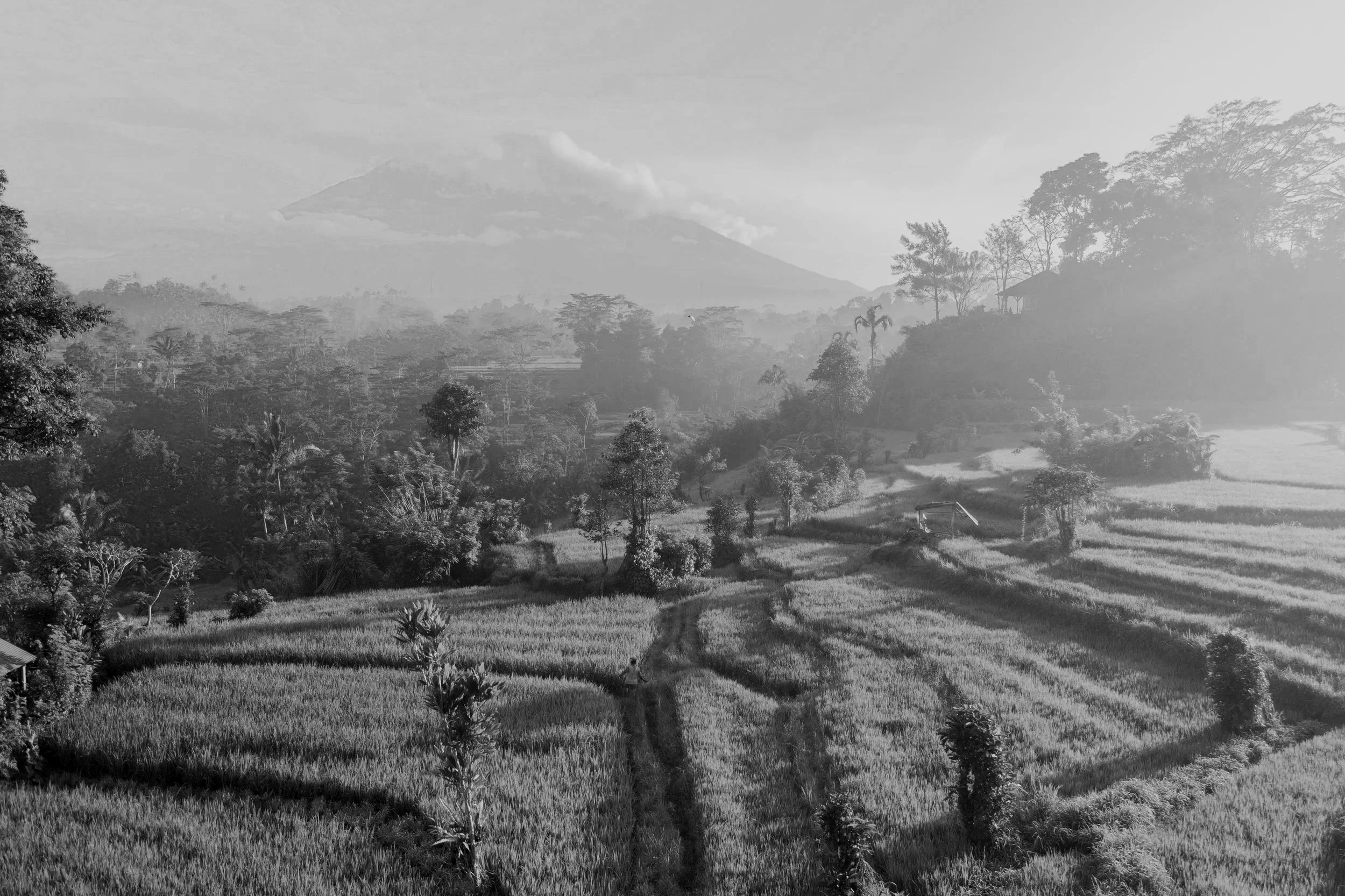 A black-and-white photo of a rural landscape with terraced fields, trees, and a distant mountain covered in clouds.