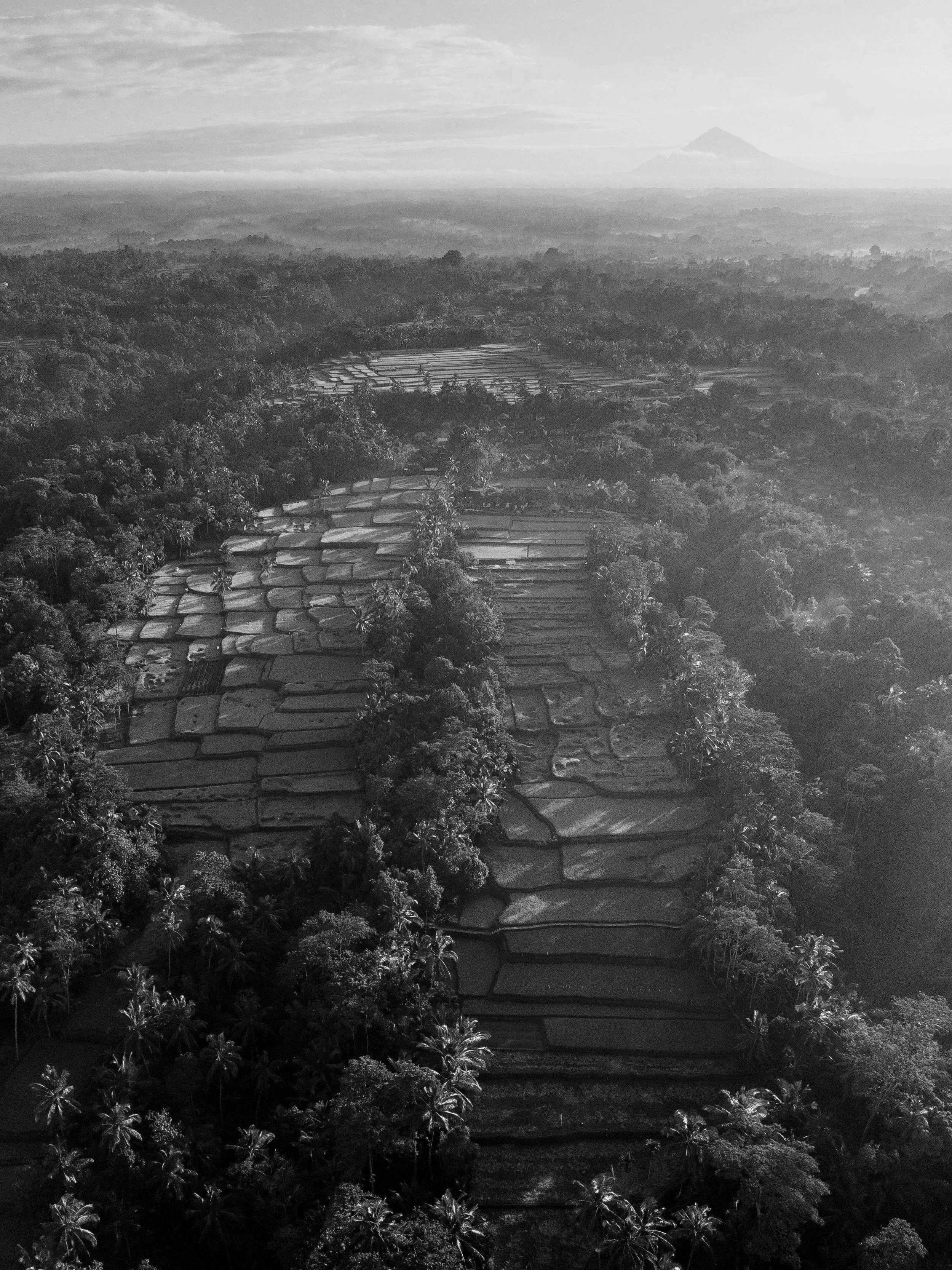 A black and white aerial view of a tropical landscape with rice paddies surrounded by dense forests, extending into the distance with mountains on the horizon.