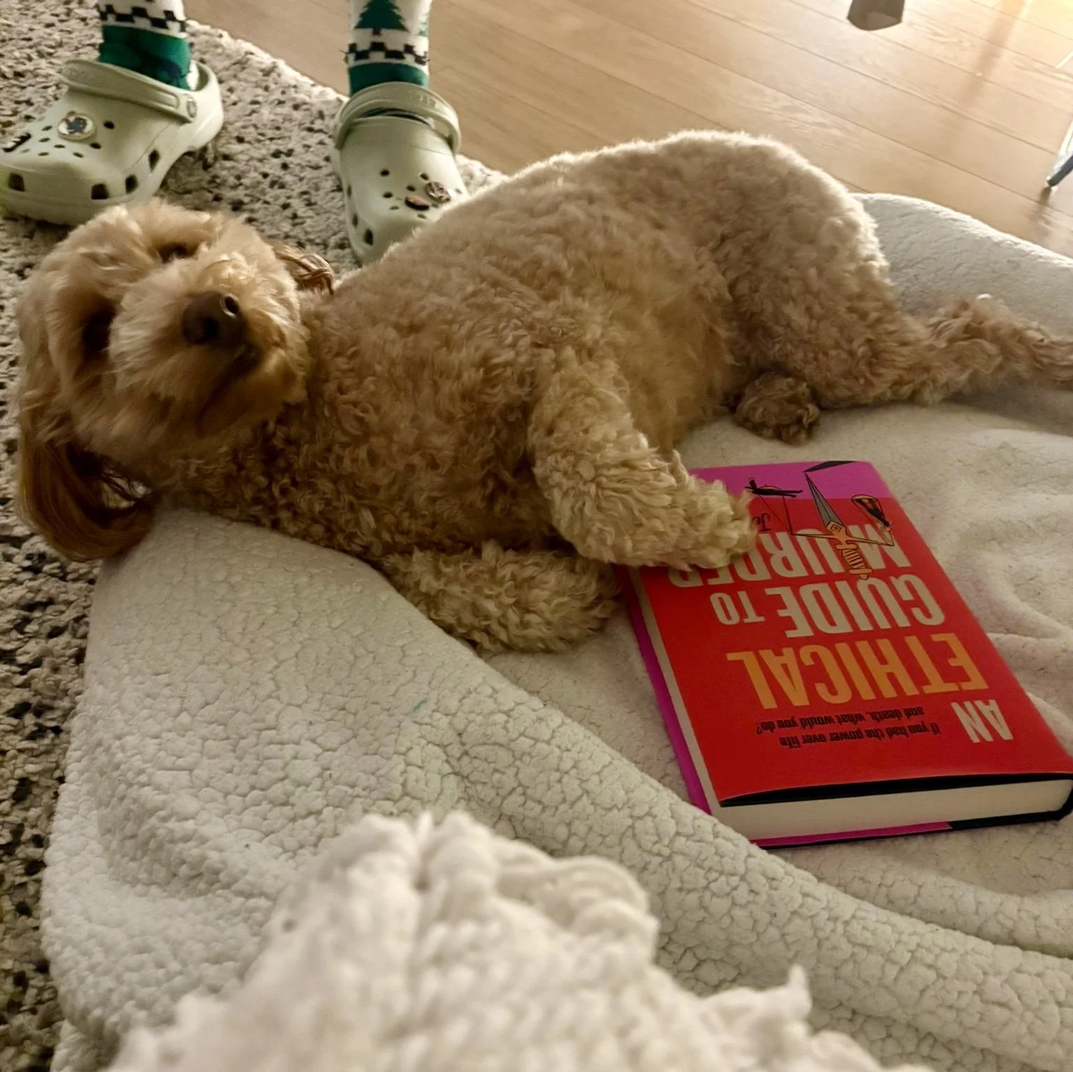 A small, curly-haired dog lying on a blanket with a book titled "An Ethical Guide to Agriculture" next to it. The dog is looking at the camera, and the person's feet are visible in the background, wearing green Crocs and Christmas-themed socks.