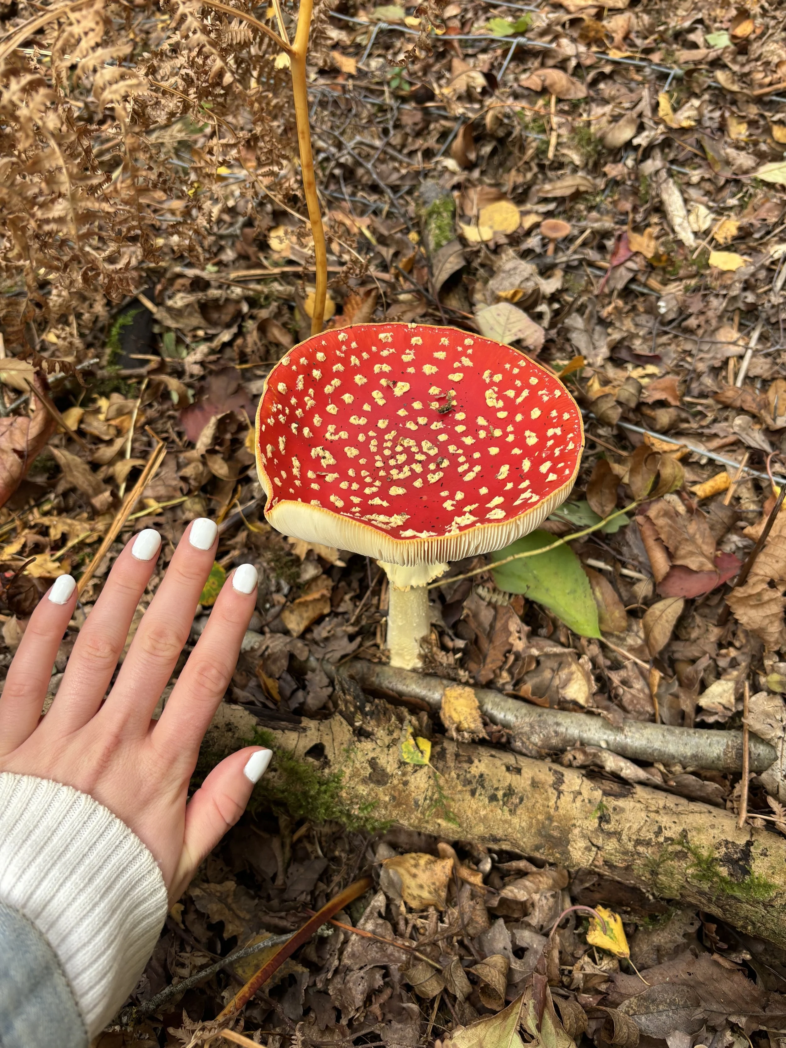 A red and yellow spotted mushroom in a forest with a hand with white nail polish and a beige sweater next to it.