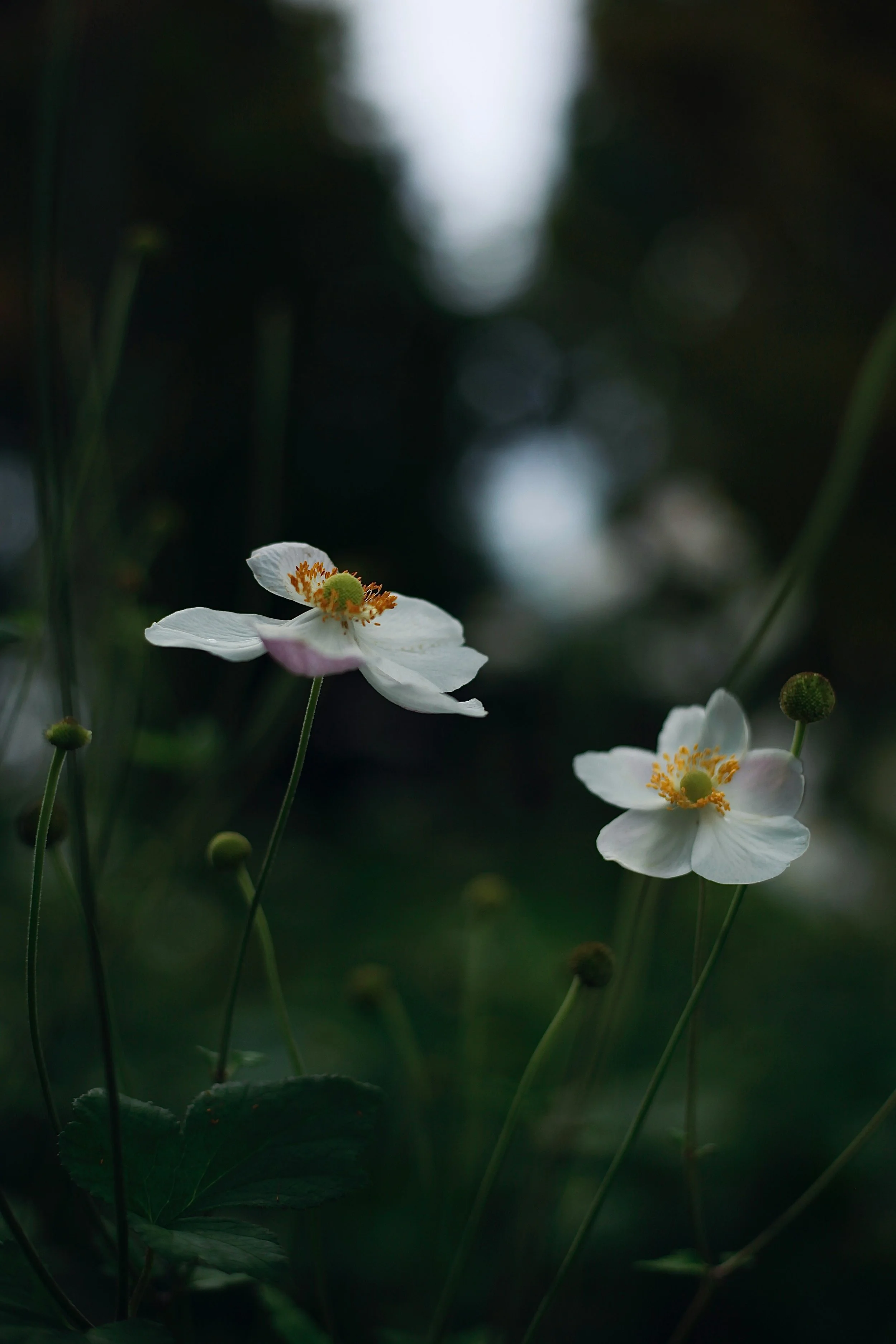 Close-up of white flowers with yellow centers against a blurred dark background.