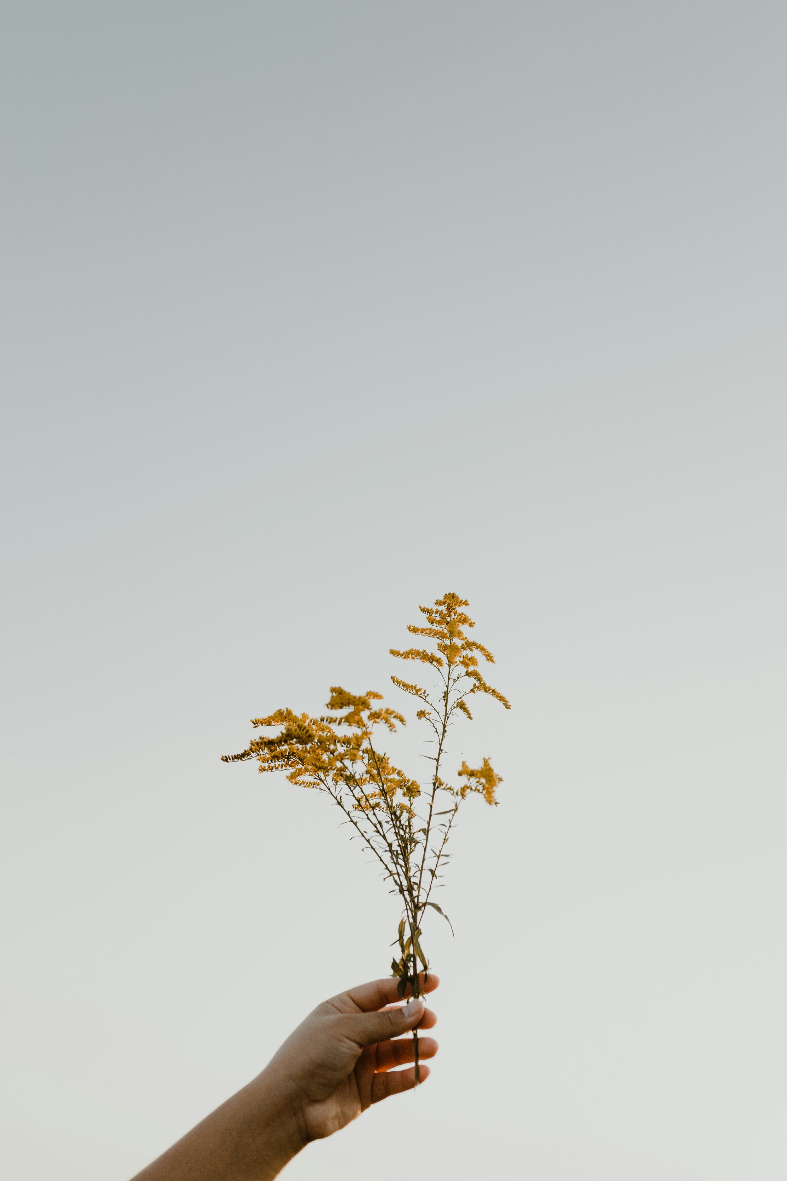 A hand holding a tall yellow flowering plant against a pale sky background.