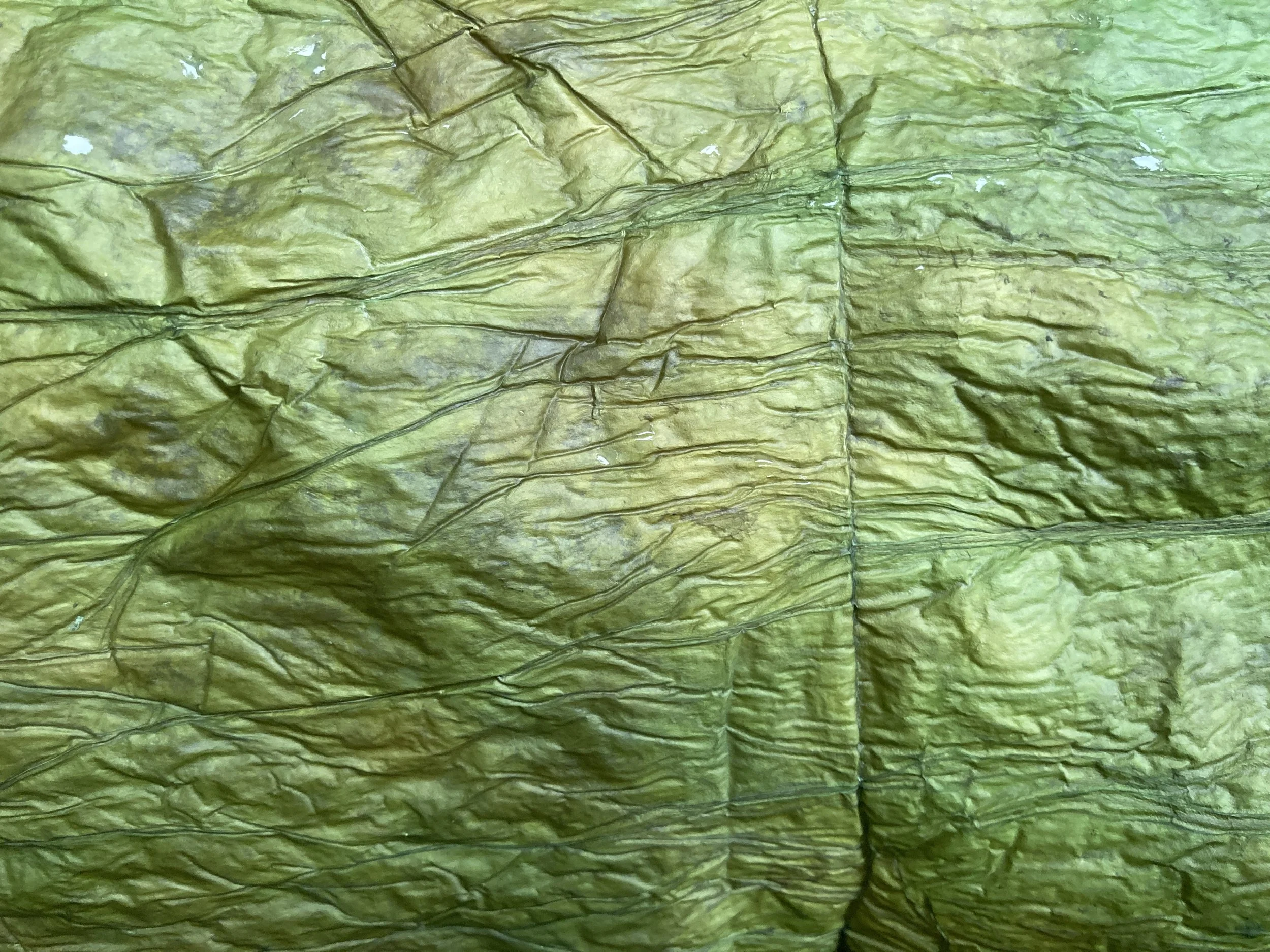 Closeup of a kombucha leather sheet.JPG