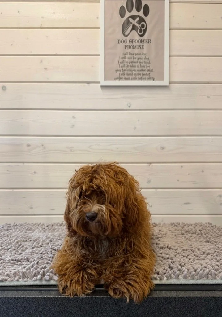 Cute brown puppy with curly fur sitting on a textured gray mat against a white wooden wall.