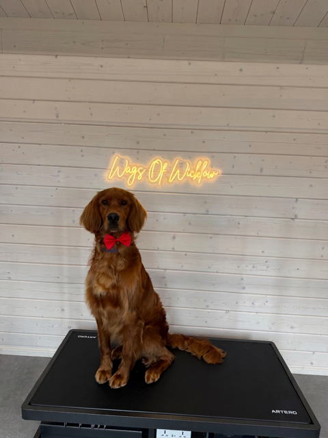 A red-haired dog wearing a red bow tie sitting on a grooming table in front of a white wood-paneled wall with a neon sign that reads "Hugs Of Happiness."