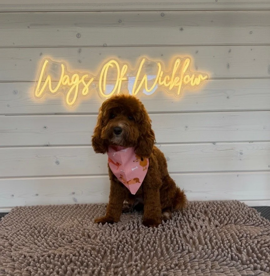 A brown puppy with a pink bandana sitting on a textured rug in front of a wall with a neon sign that reads 'Wags Of Wiblow'.