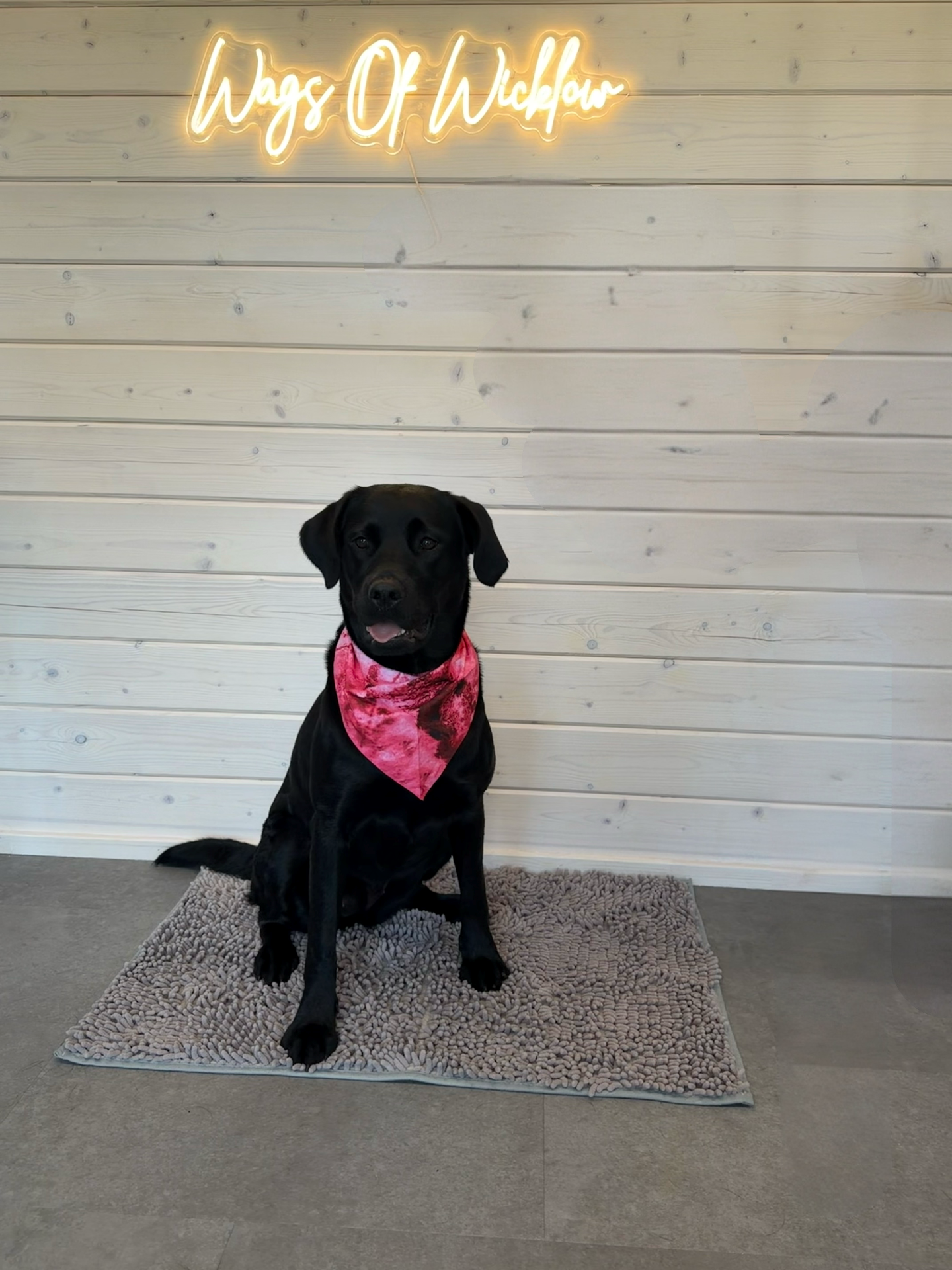 A black dog with a pink bandana around its neck sitting on a textured gray mat in front of a white wooden wall. There is a neon sign above reading 'Ways Of Widerow'.