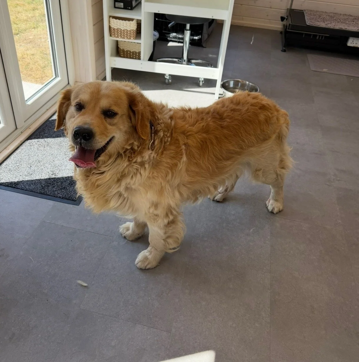 A happy golden retriever standing indoors on a gray tile floor near a sliding glass door, with a metal food bowl and a white shelf in the background.