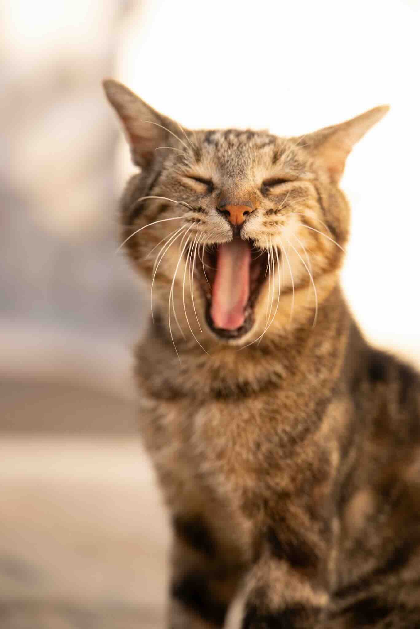 A tabby cat yawning with its mouth open, showing pink tongue and teeth, eyes closed, and ears pointed.