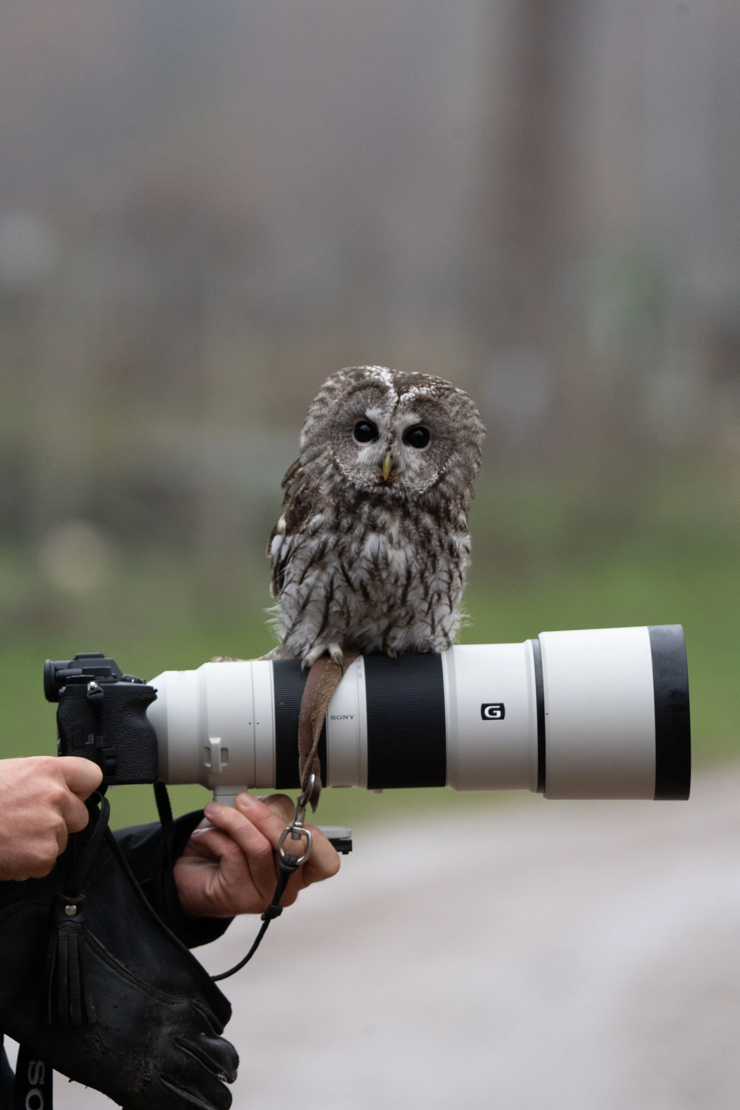 A person holding a large camera lens with an owl perched on top of it.