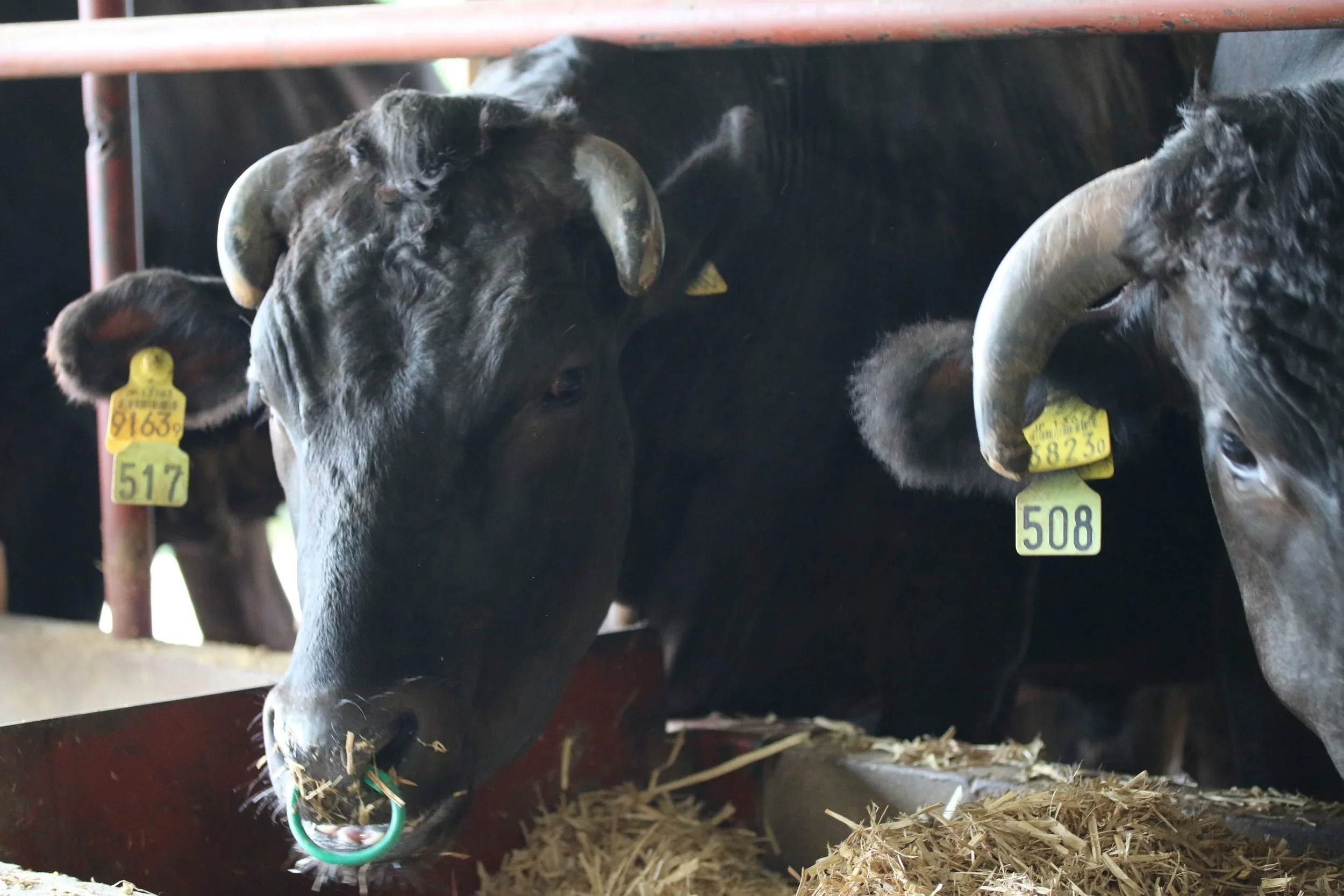 Where Does Wagyu Beef Come From? The Origins of Japan's Finest Beef