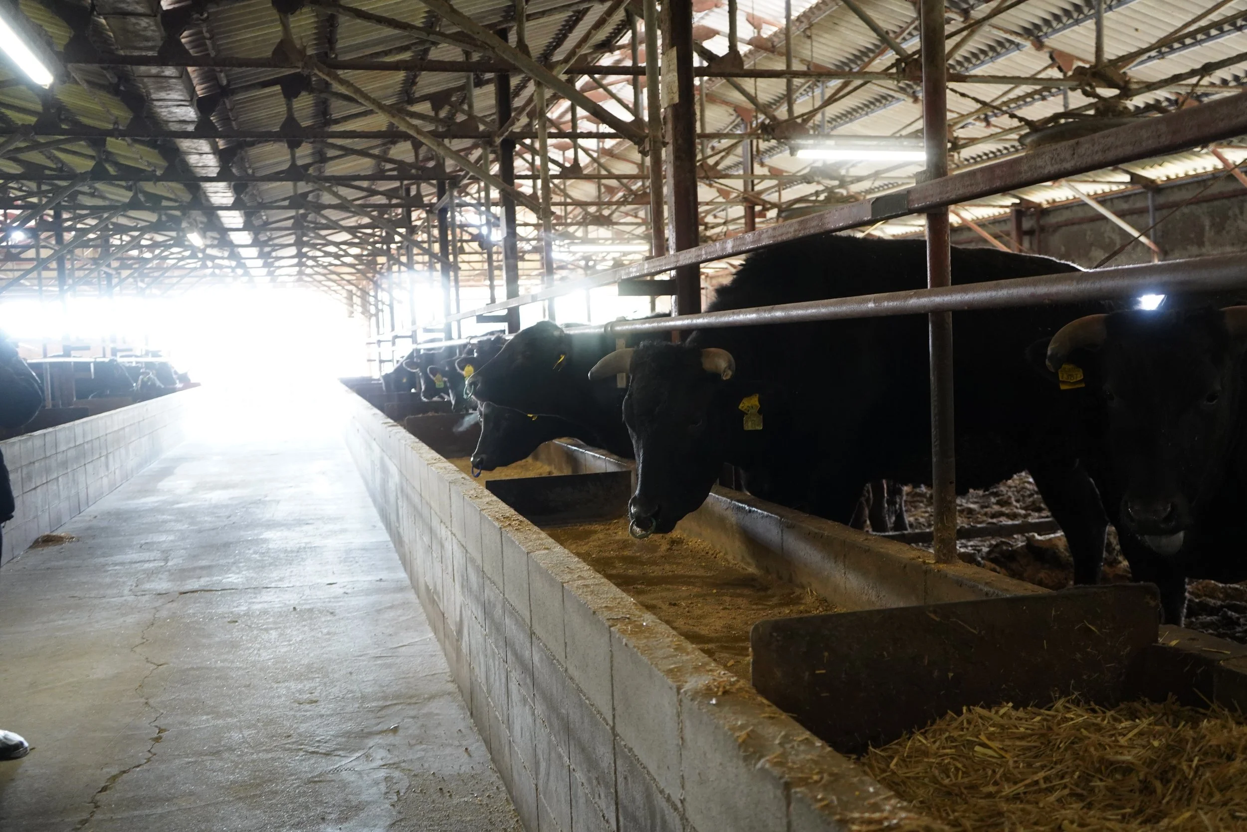 Have You Heard of Tajima Gyu?