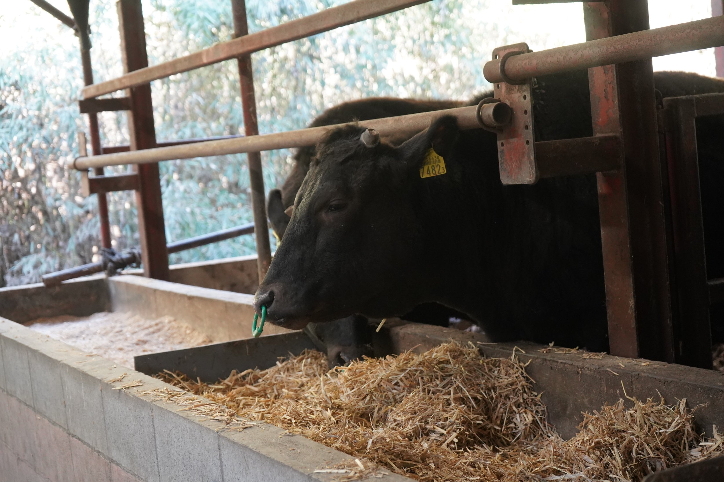 The Art of Traceability: How Japan Selects Wagyu