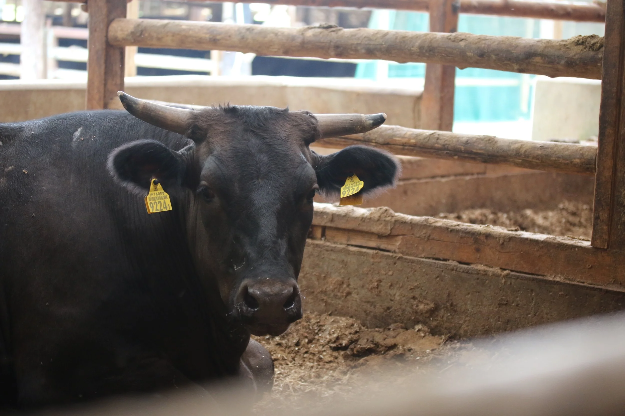 How Wagyu Cows Are Raised: Behind the Scenes of Japan’s Premium Beef Production