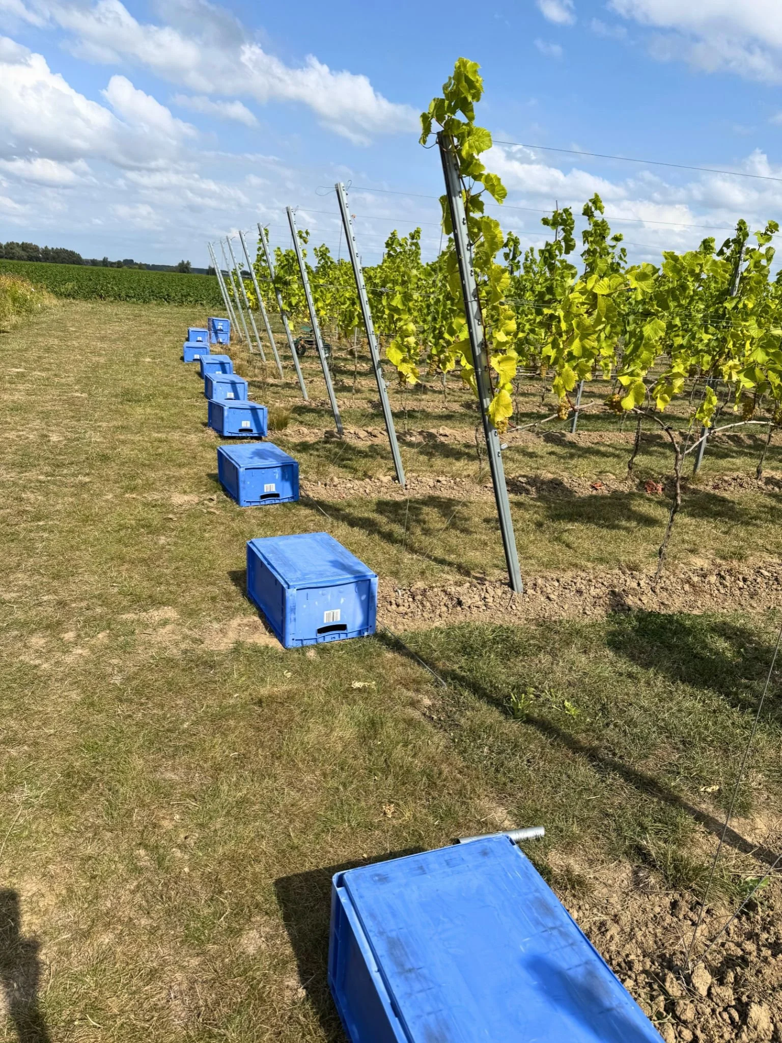 Wijngaard met groene bladeren en blauwe kisten op een zonnige dag. Klaar voor de pluk van de druiven in Axel.