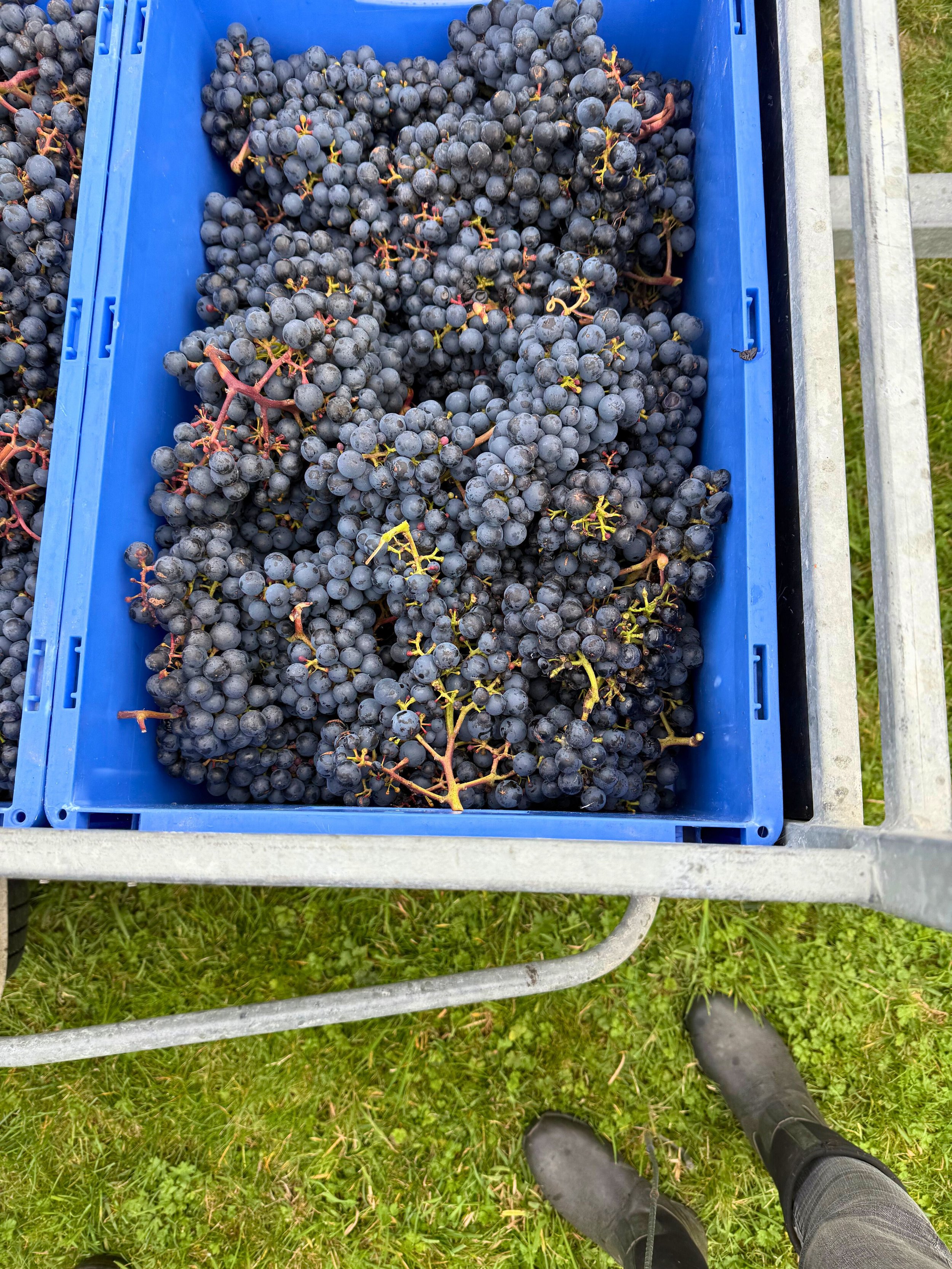 Blauwe krat gevuld met geplukte blauwe druiven op een druivenplukwagen, gezien vanaf de voeten van de druivenplukker op gras.
