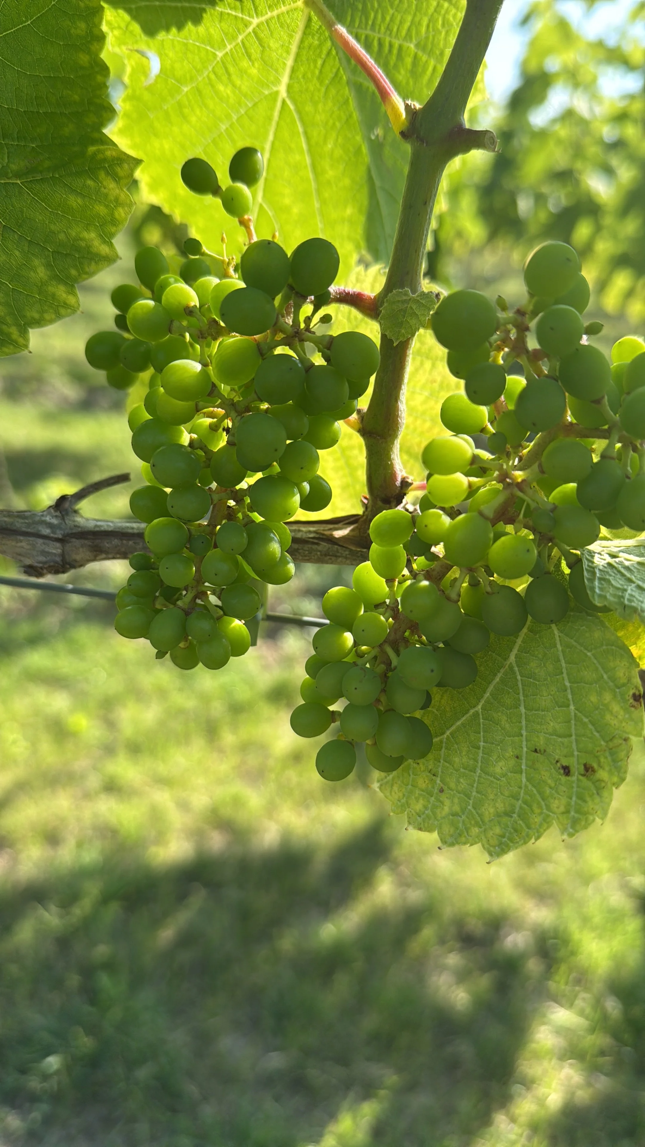 Groene druiventrossen aan een wijnrank met grote groene bladeren in een zonovergoten wijngaard  in Axel