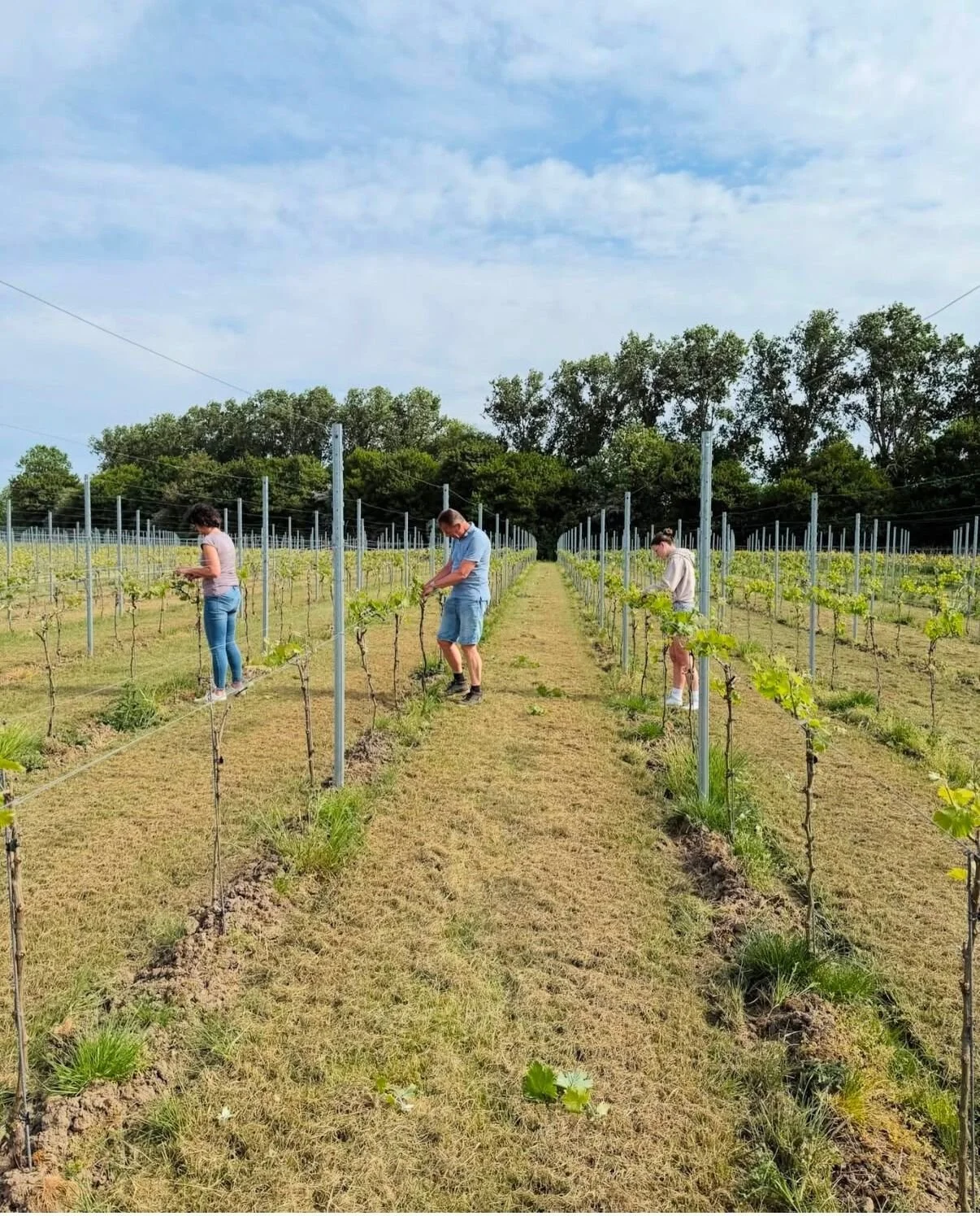 Drie mensen plukken druiven in de wijngaard in de polder van Axel.