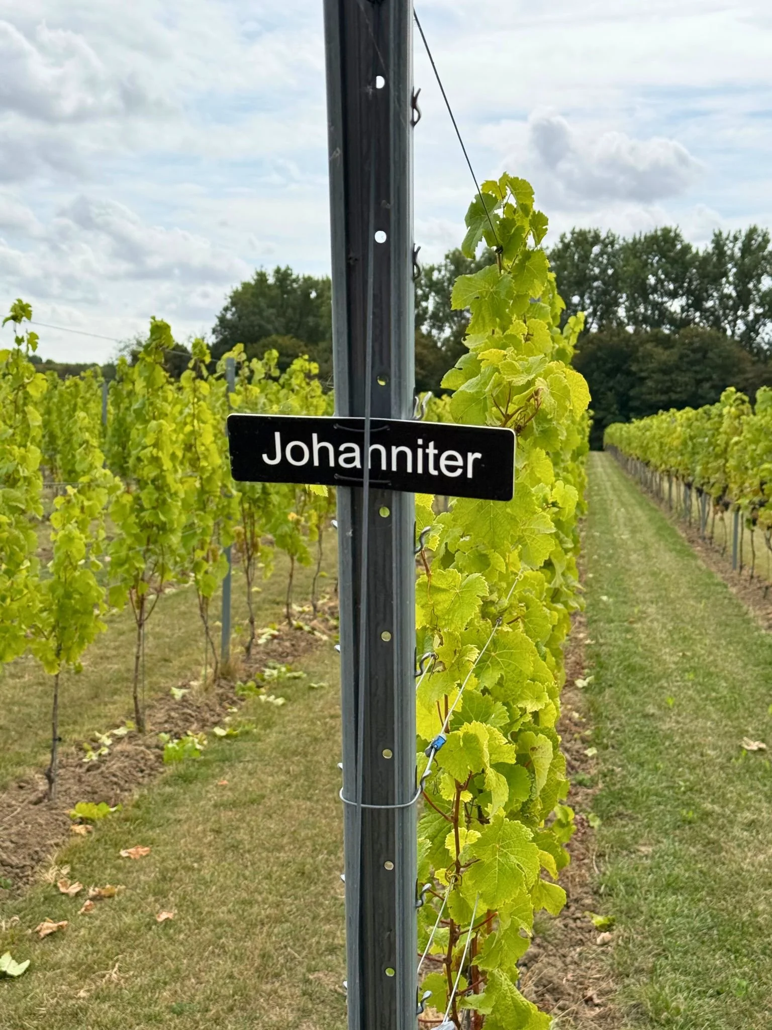 Wijngaard bossenblie met een bord met de naam 'Johanniter', één van de druiven die worden geteelt in Axel.
