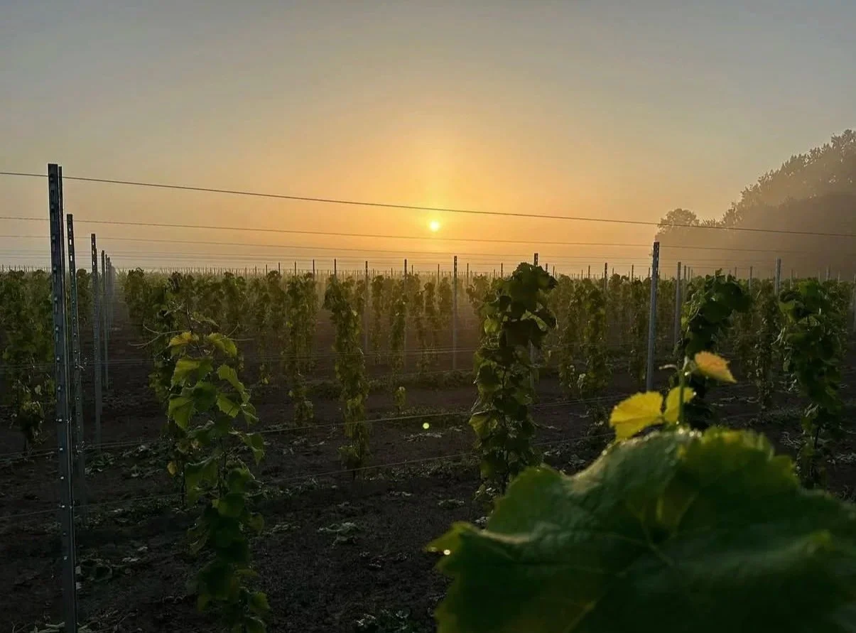 Vroege zonsopgang boven de wijngaard van wijngaard bossenblie in Axel, Zeeuws Vlaanderen, Zeeland