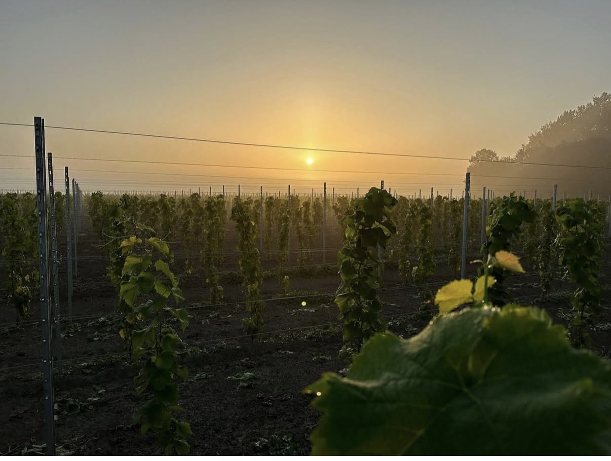 Vroege ochtend op de wijngaard in de polder van Axel. Met de zon die net opkomt, omlijst door mist en bomen op de achtergrond.