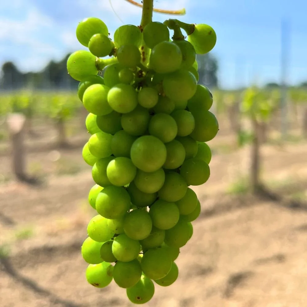 Groene druiven hangen aan een wijnstok in de wijngaard in Axel