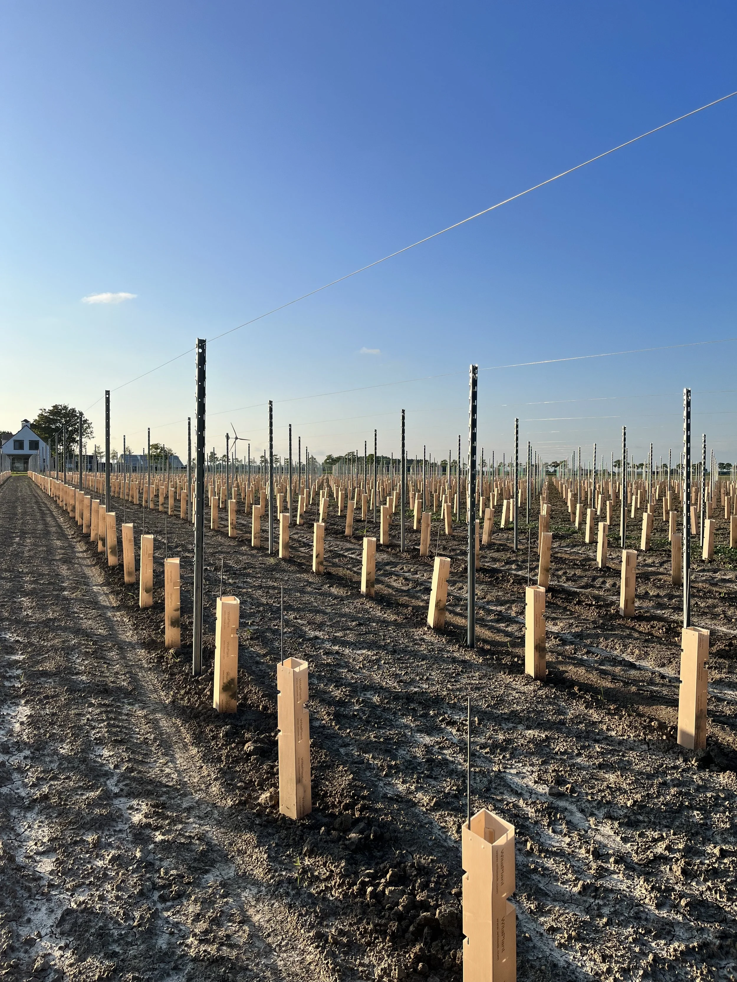 Een veld met houten paaltjes en metalen palen, klaar voor het planten van jonge wijnranken voor wijngaard bossenblie in Axel
